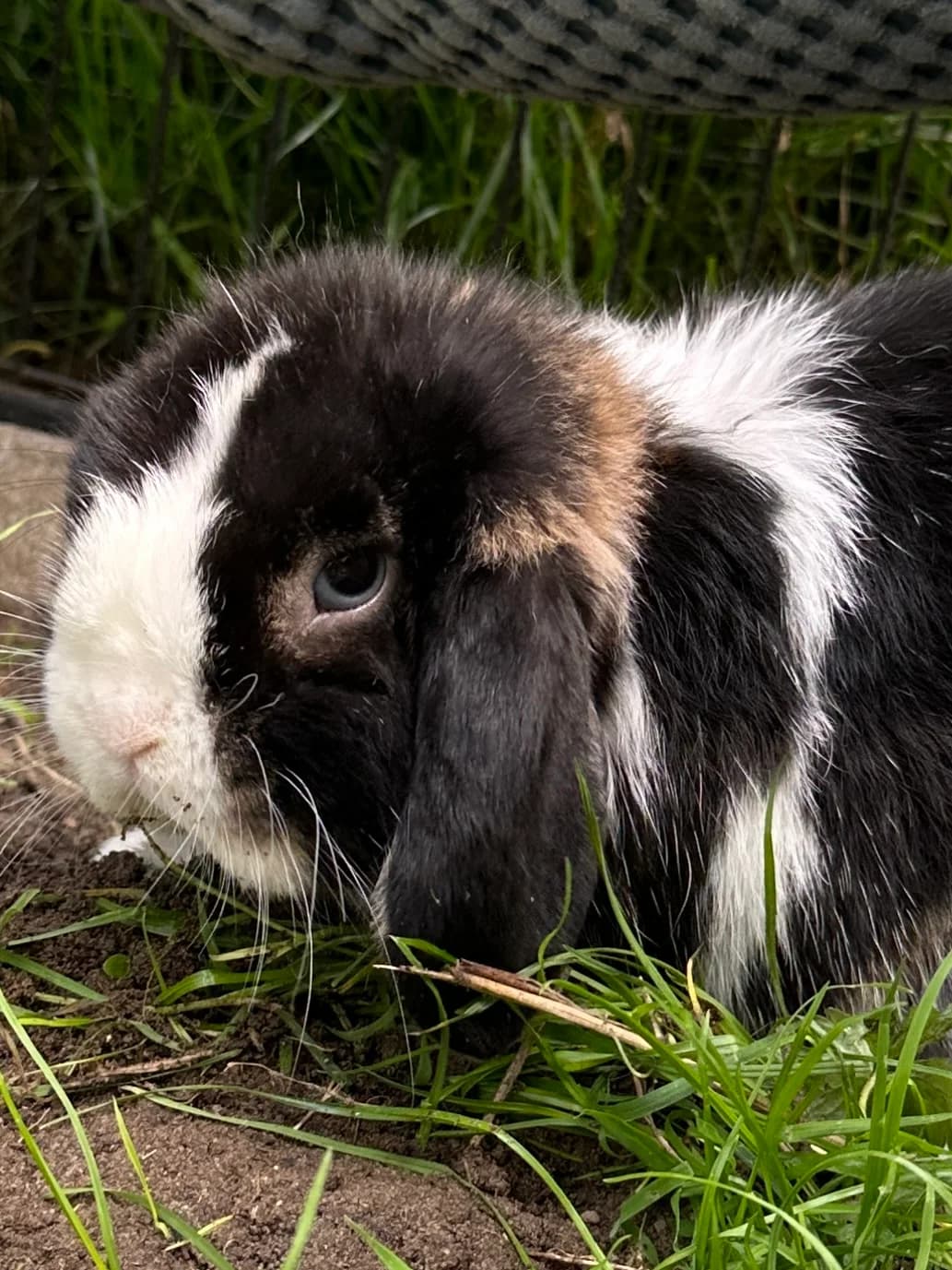 Atlas, male Mixed Breed for adoption at Konijnenopvang Maaike, Netherlands