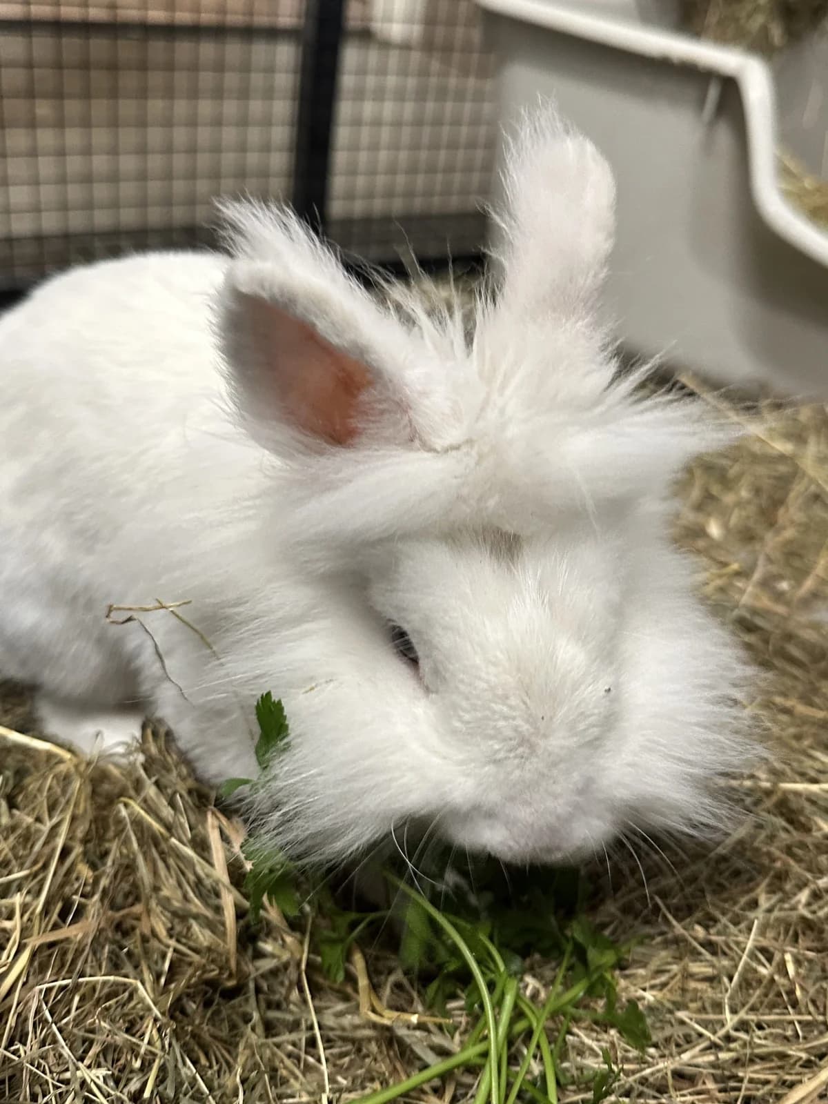 Claus, male senior Mixed Breed for adoption at Konijnenopvang Maaike, Netherlands