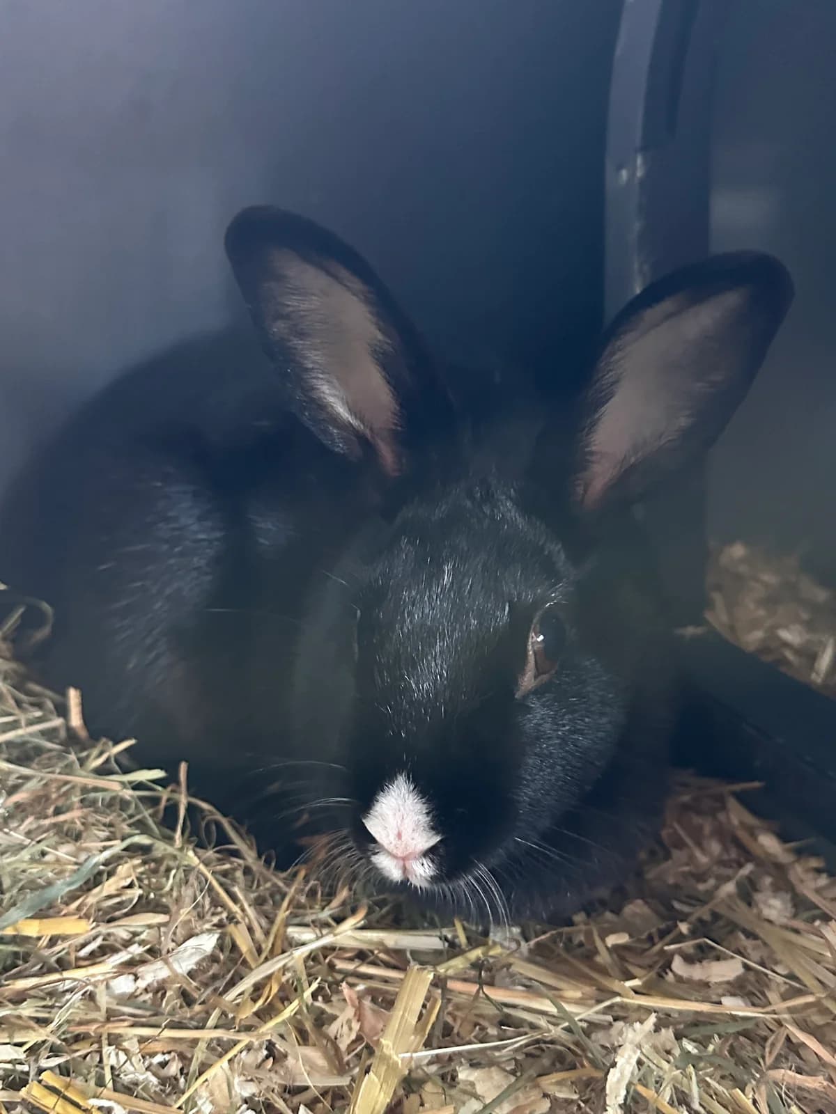 Ferry & MinkeGeslacht, male 5yo Mixed Breed for adoption at Konijnenopvang Maaike, Netherlands