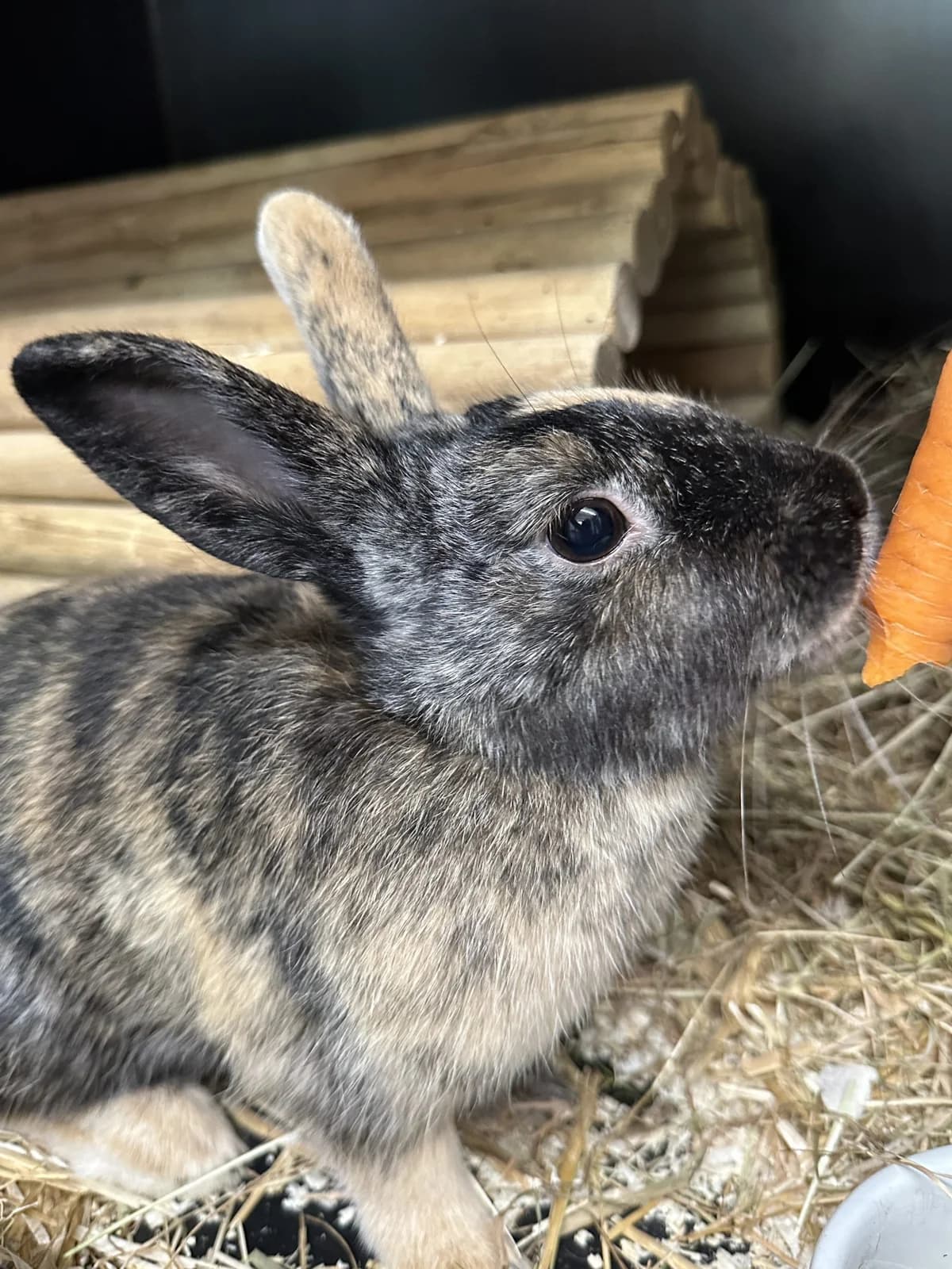 Phileine, female Mixed Breed for adoption at Konijnenopvang Maaike, Netherlands