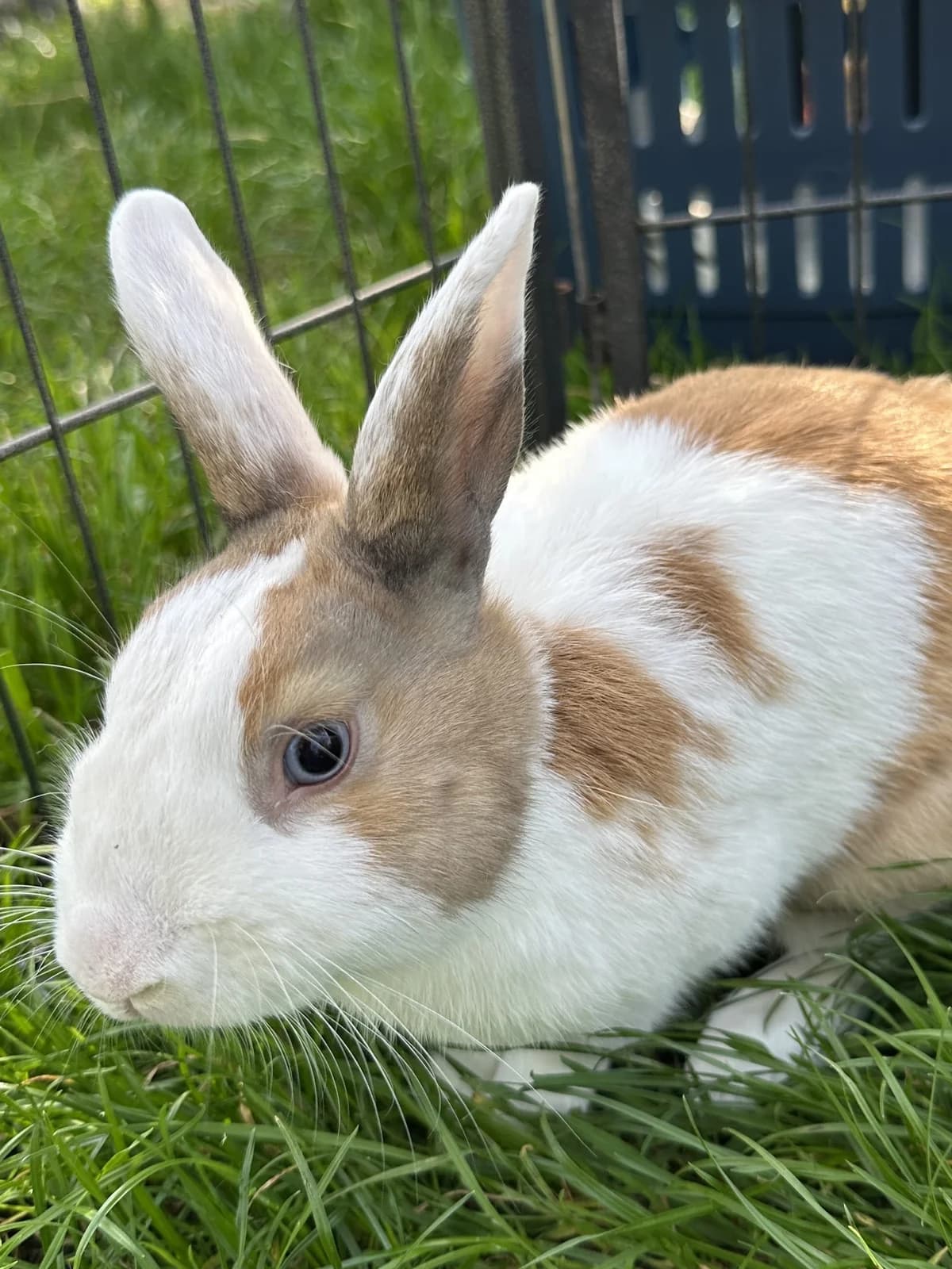 Mauk, male Mixed Breed for adoption at Konijnenopvang Maaike, Netherlands