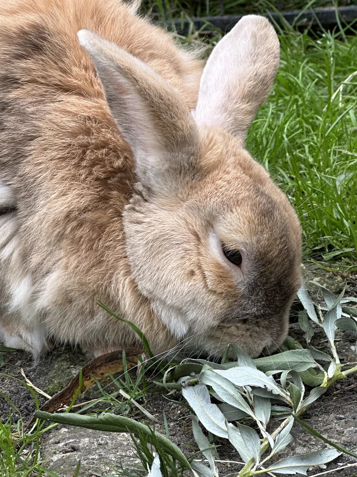 Mitten, male Mixed Breed for adoption at Konijnenopvang Maaike, Netherlands