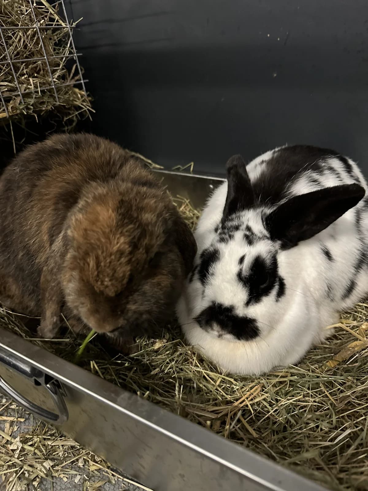 Ollie, male Mixed Breed for adoption at Konijnenopvang Maaike, Netherlands