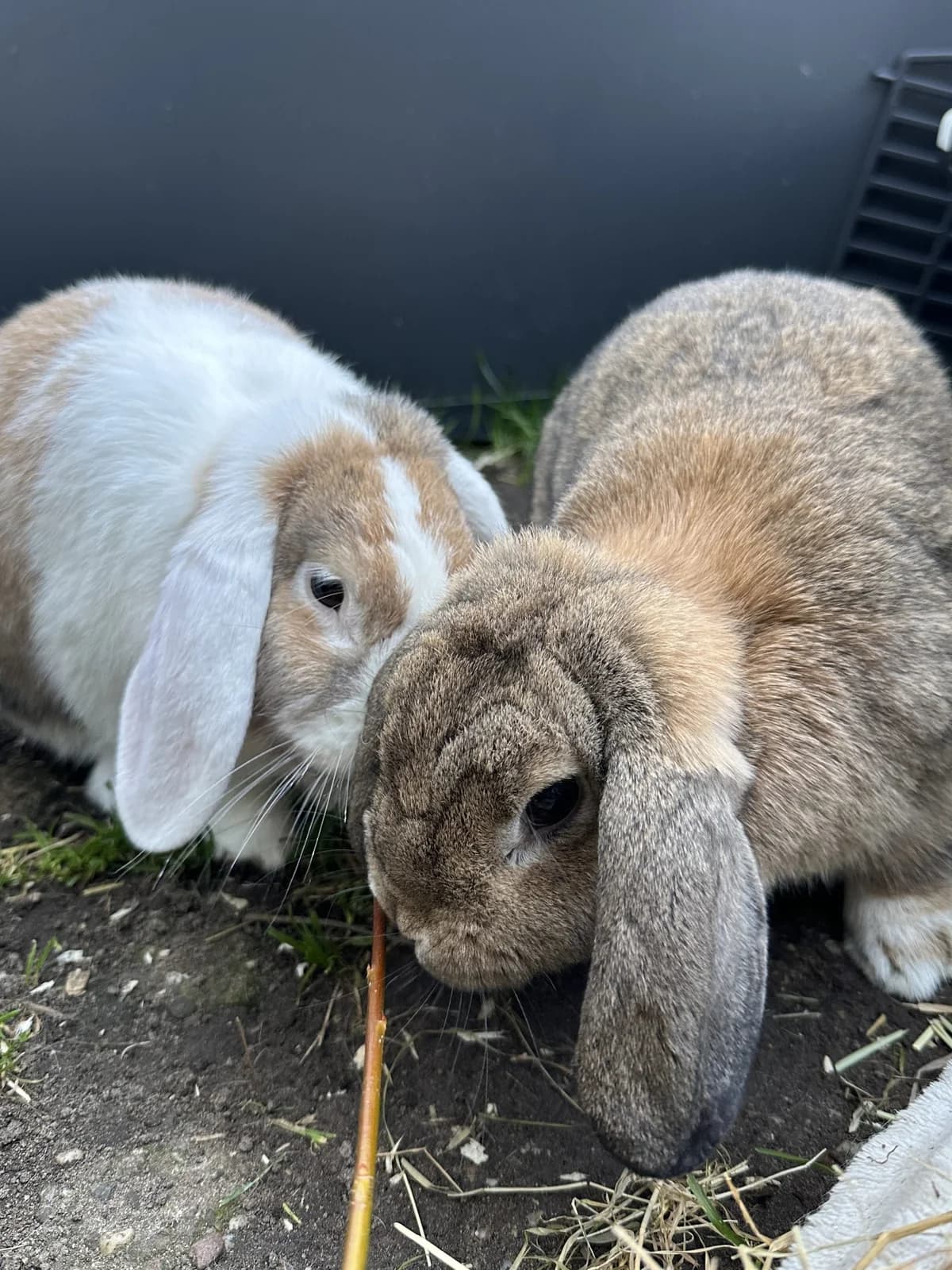 Pickle, female Mixed Breed for adoption at Konijnenopvang Maaike, Netherlands