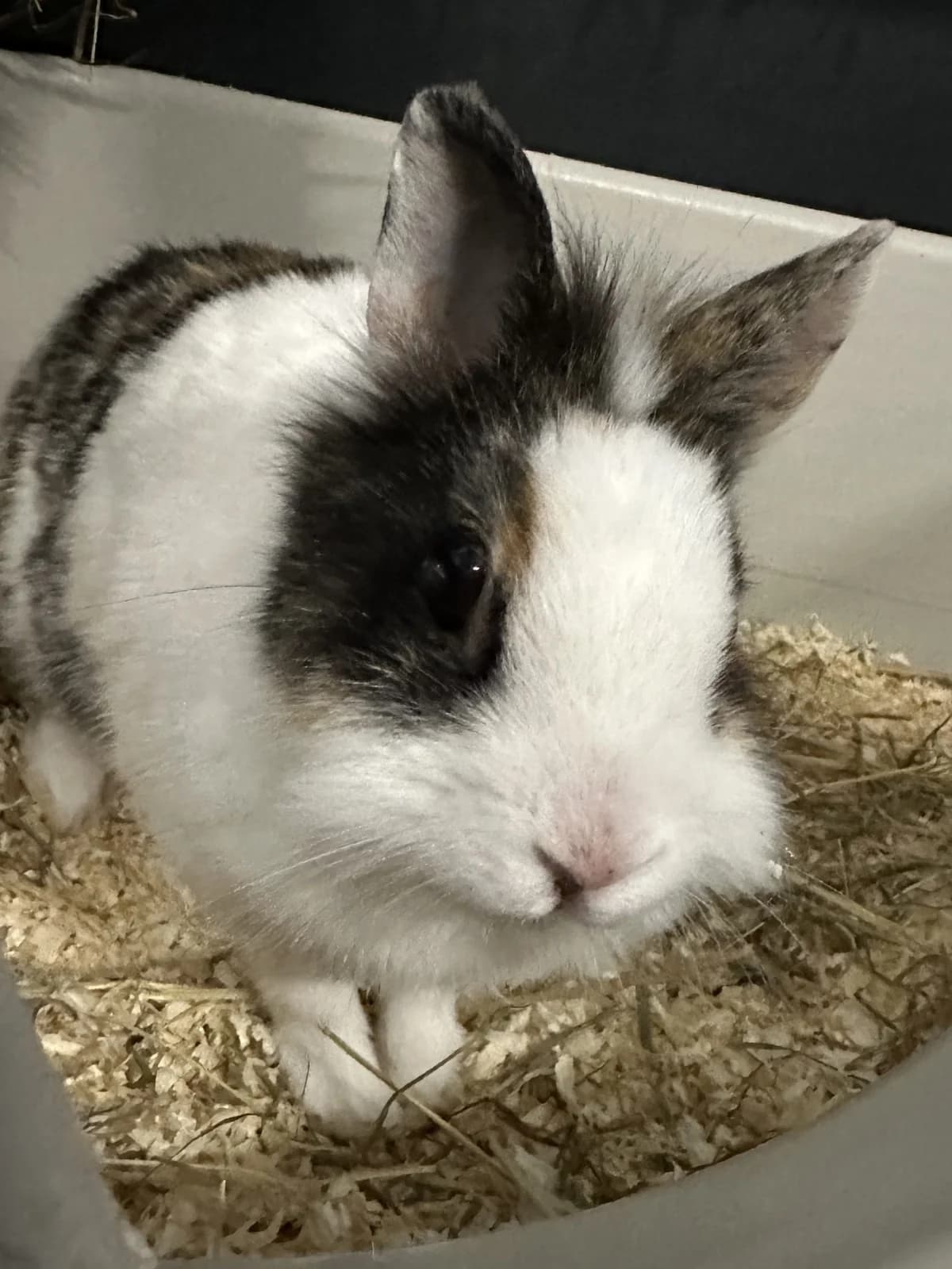 Phileine, female Mixed Breed for adoption at Konijnenopvang Maaike, Netherlands
