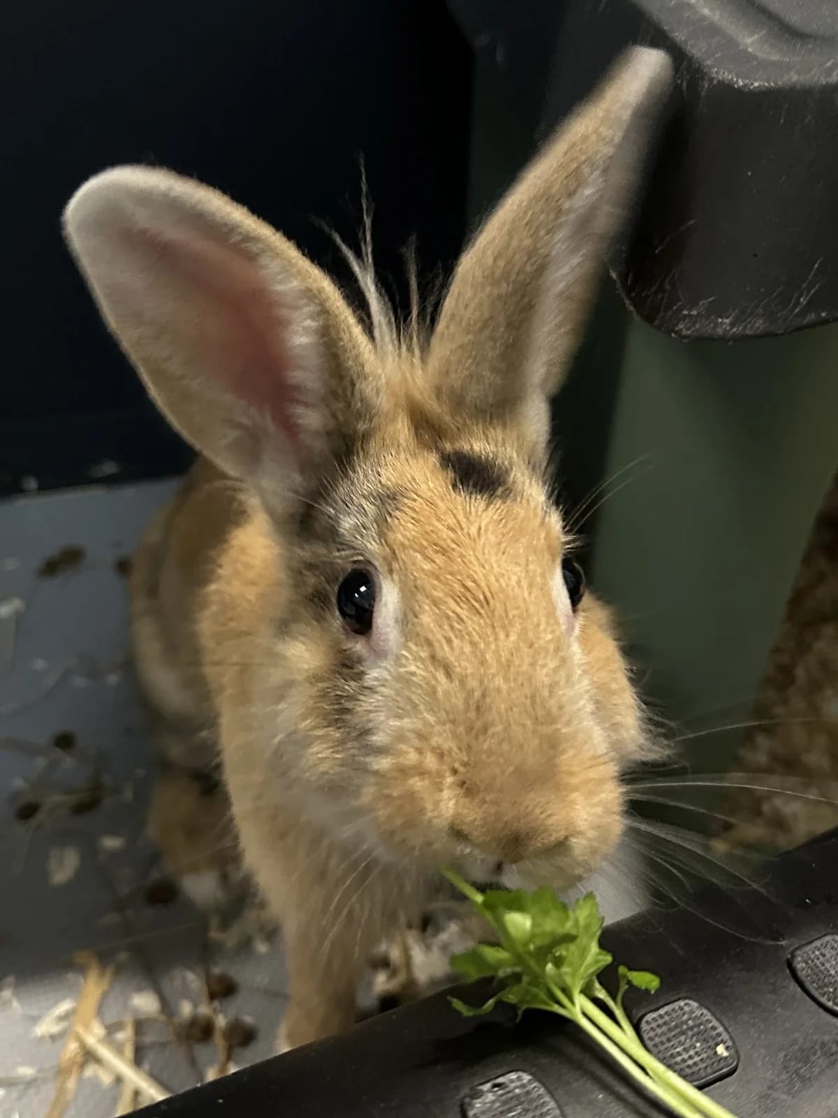 Xem, male Mixed Breed for adoption at Konijnenopvang Maaike, Netherlands
