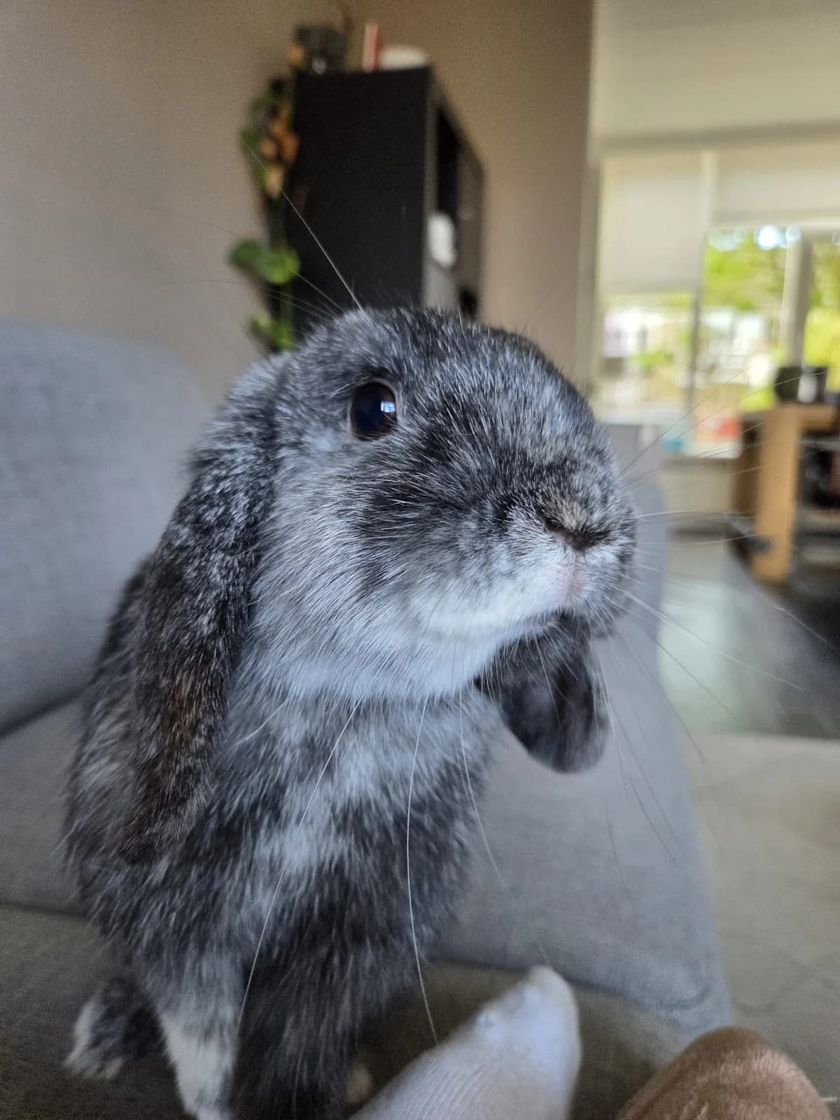 Lotje, female young mixed breed for adoption at Stichting Opvang Konijnenparadijs