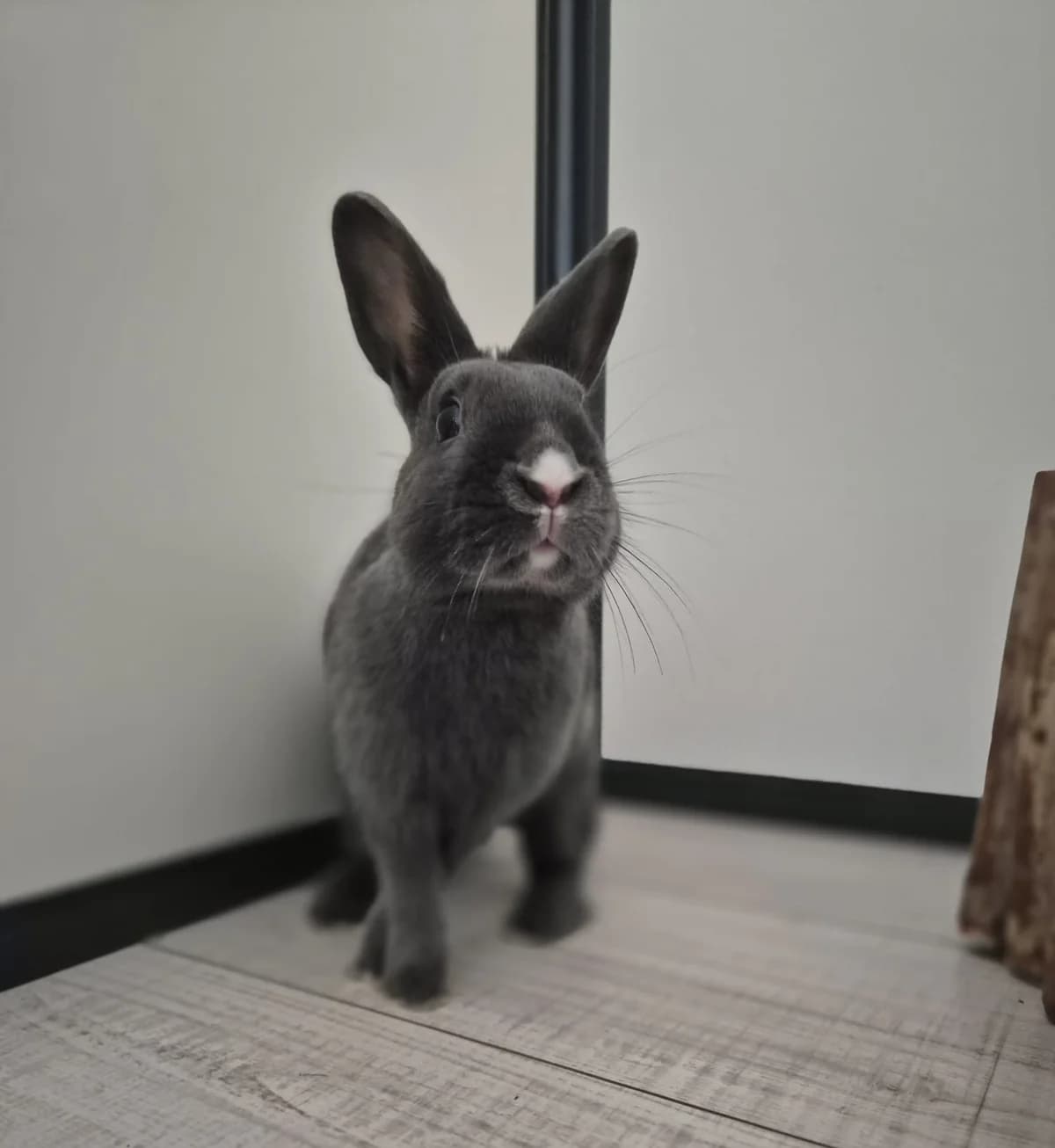 Teun, male young mixed breed for adoption at Stichting Opvang Konijnenparadijs