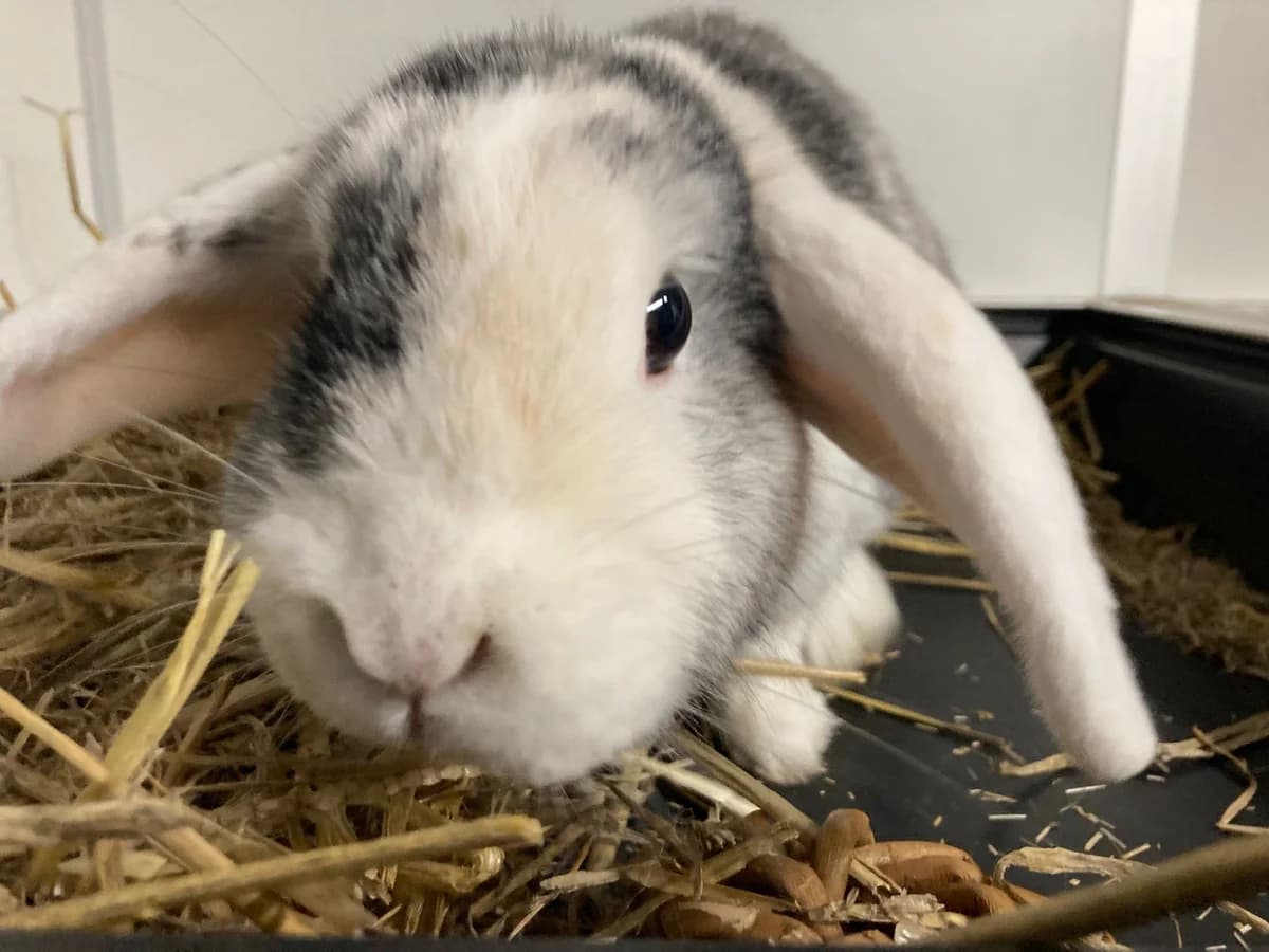 Minnie, female young mixed breed for adoption at Stichting Opvang Konijnenparadijs