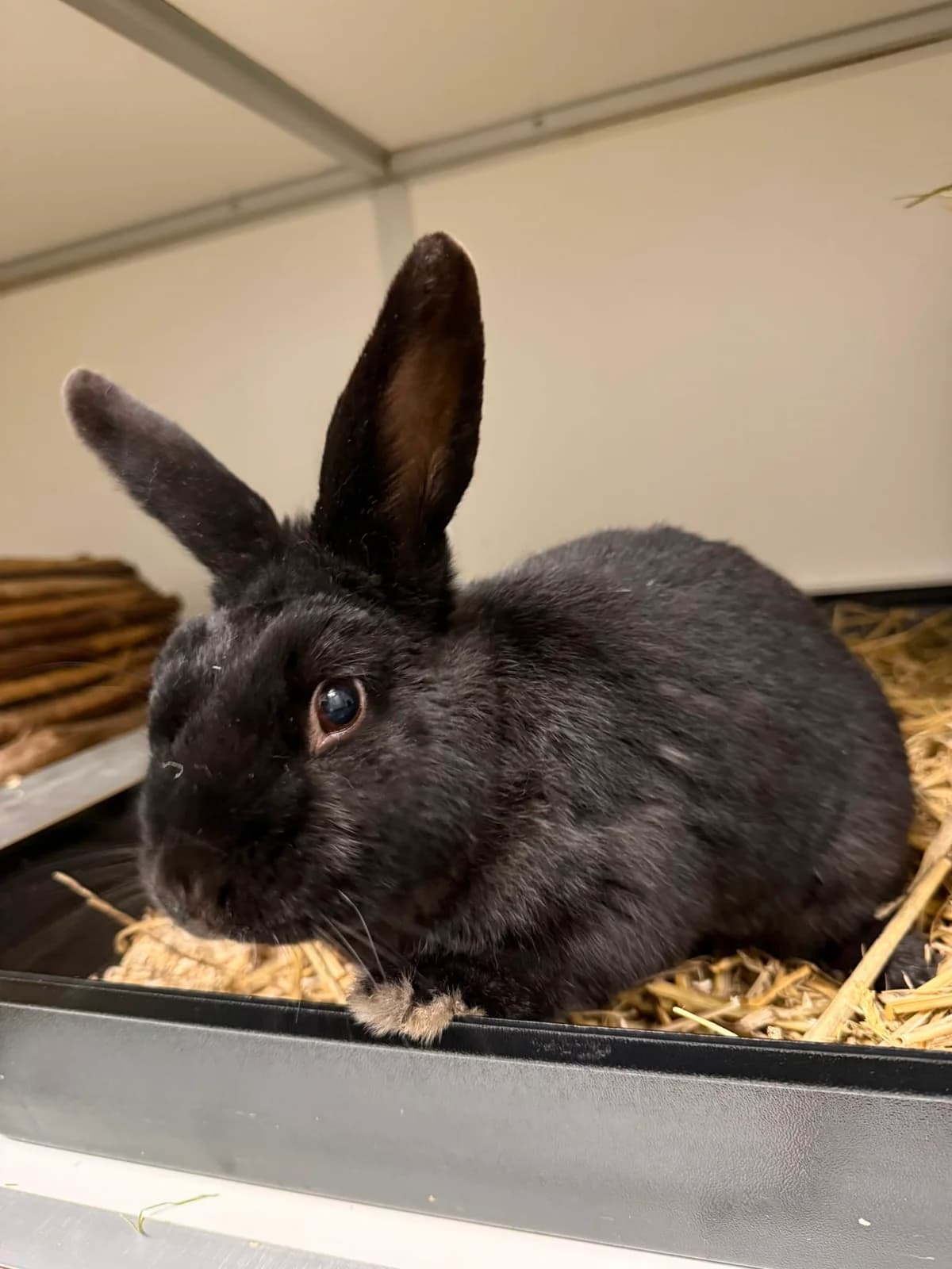 Cosmo, male 7yo mixed breed for adoption at Stichting Opvang Konijnenparadijs