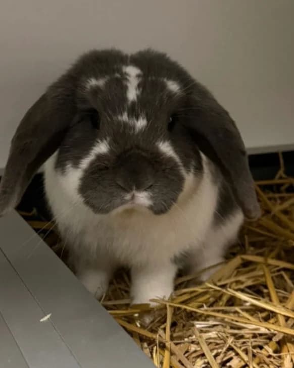 Pruisen, male young mixed breed for adoption at Stichting Opvang Konijnenparadijs