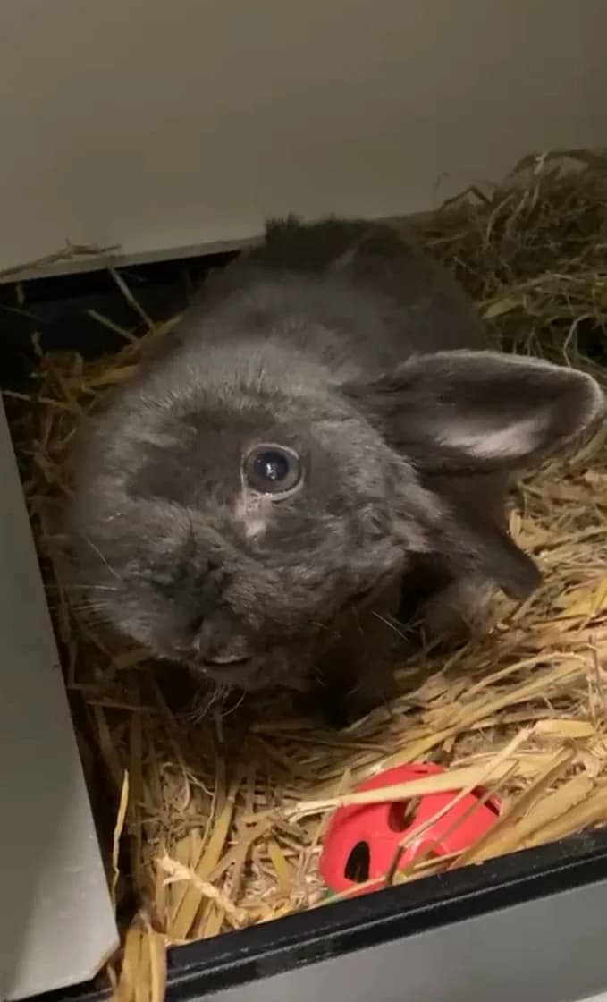 Shenzi, male mixed breed for adoption at Stichting Opvang Konijnenparadijs