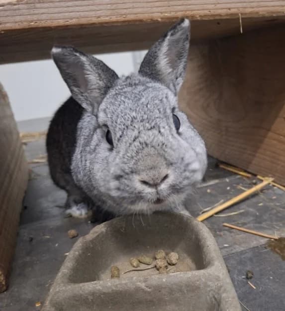 Muis, female 6yo Chinchilla for adoption at Stichting Opvang Konijnenparadijs