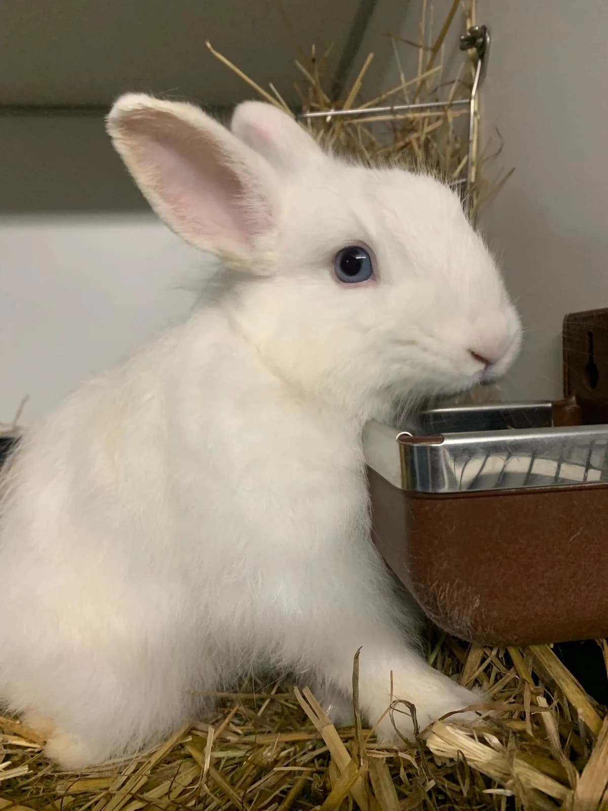 Kaya, female young mixed breed for adoption at Stichting Opvang Konijnenparadijs