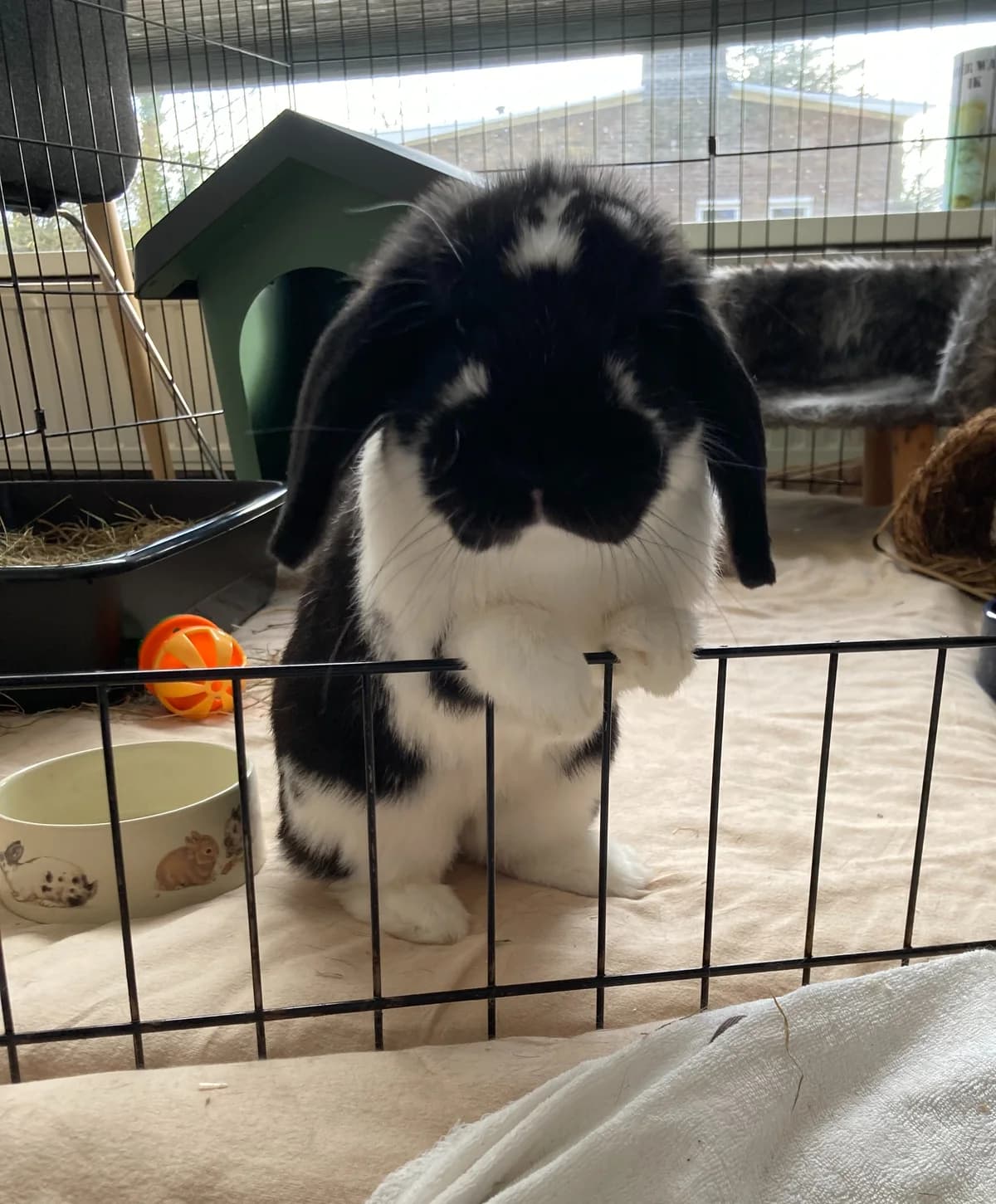 Orie, male young mixed breed for adoption at Stichting Opvang Konijnenparadijs