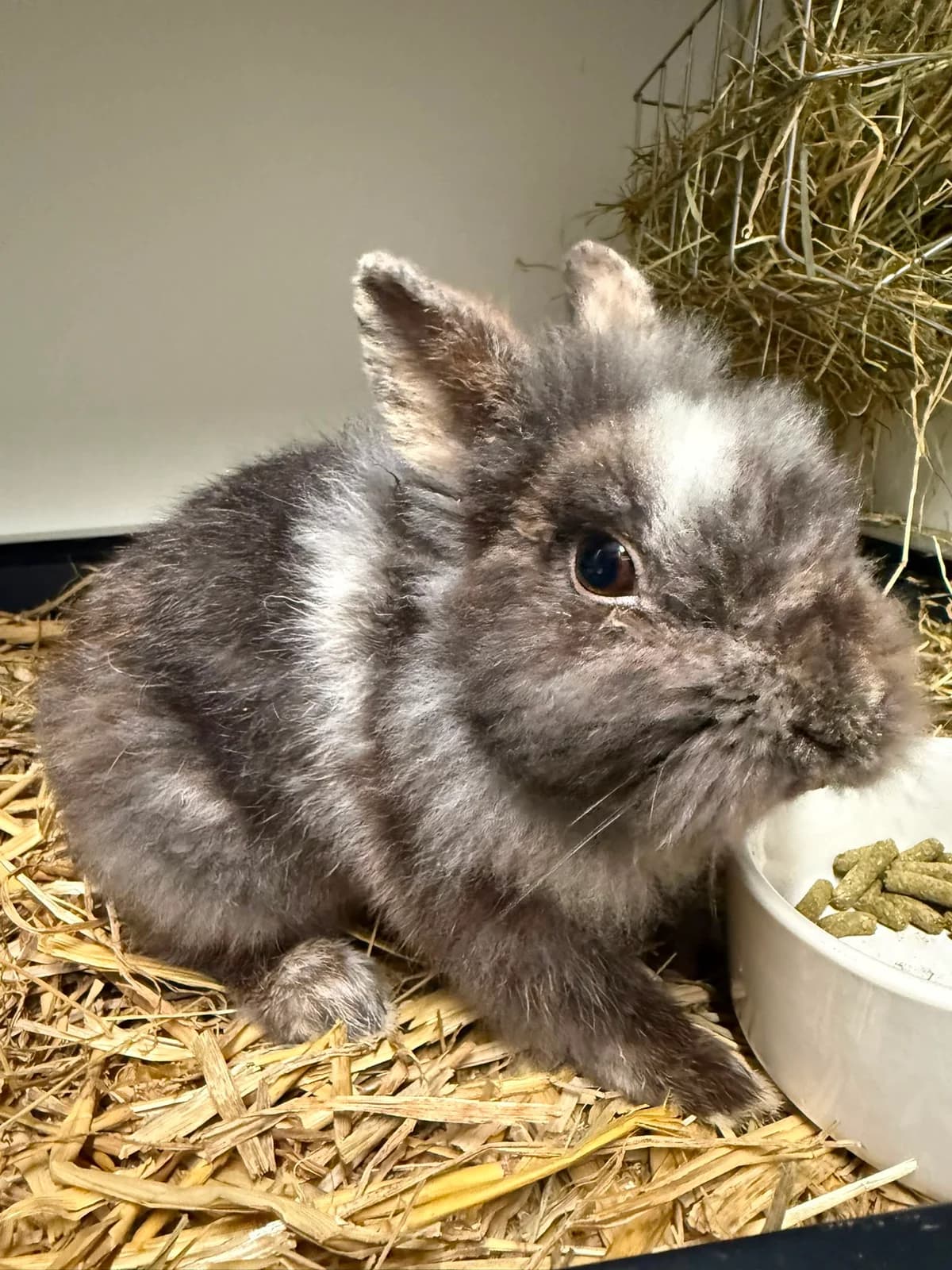 Pelle, male mixed breed for adoption at Stichting Opvang Konijnenparadijs