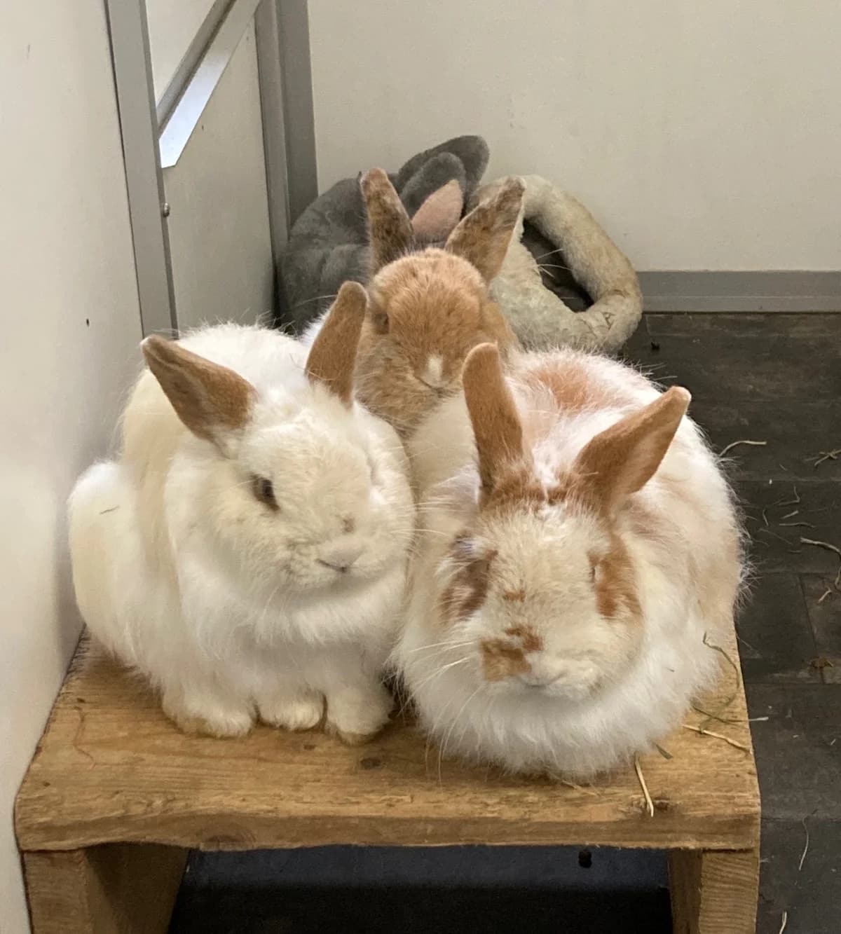 Fluffie, Snoepie en Vlokje (in pleeg), young mixed breed for adoption at Stichting Opvang Konijnenparadijs