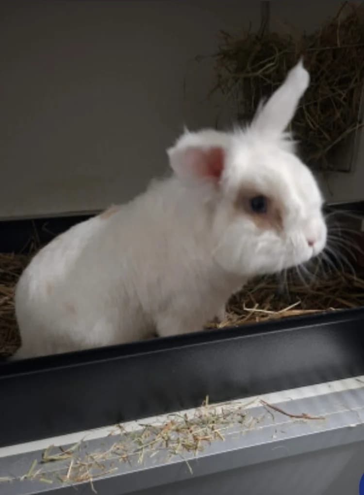 Falcor, male mixed breed for adoption at Stichting Opvang Konijnenparadijs