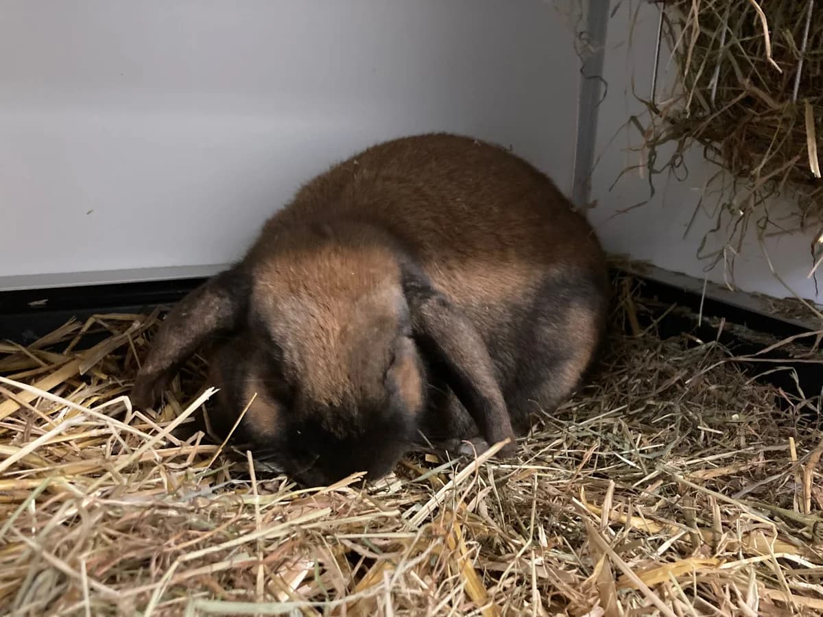 Woezel, male 4yo mixed breed for adoption at Stichting Opvang Konijnenparadijs