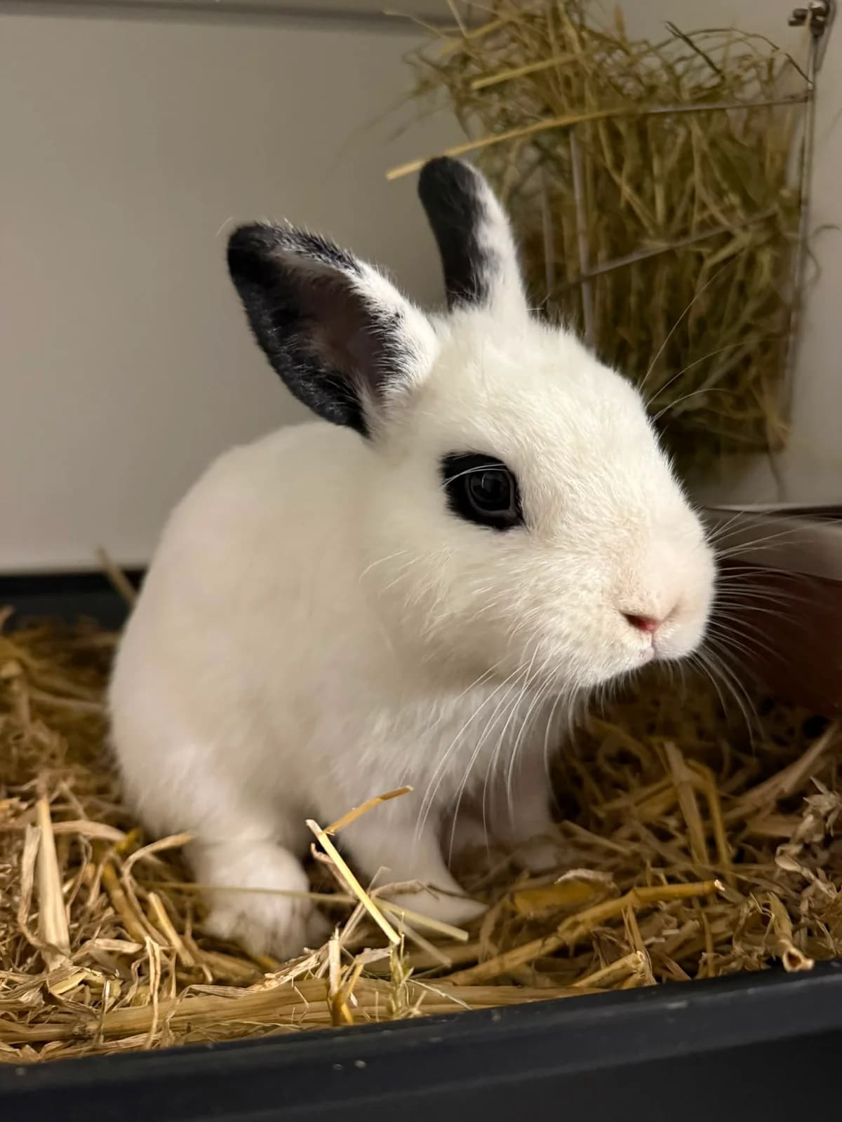 Sting, male mixed breed for adoption at Stichting Opvang Konijnenparadijs