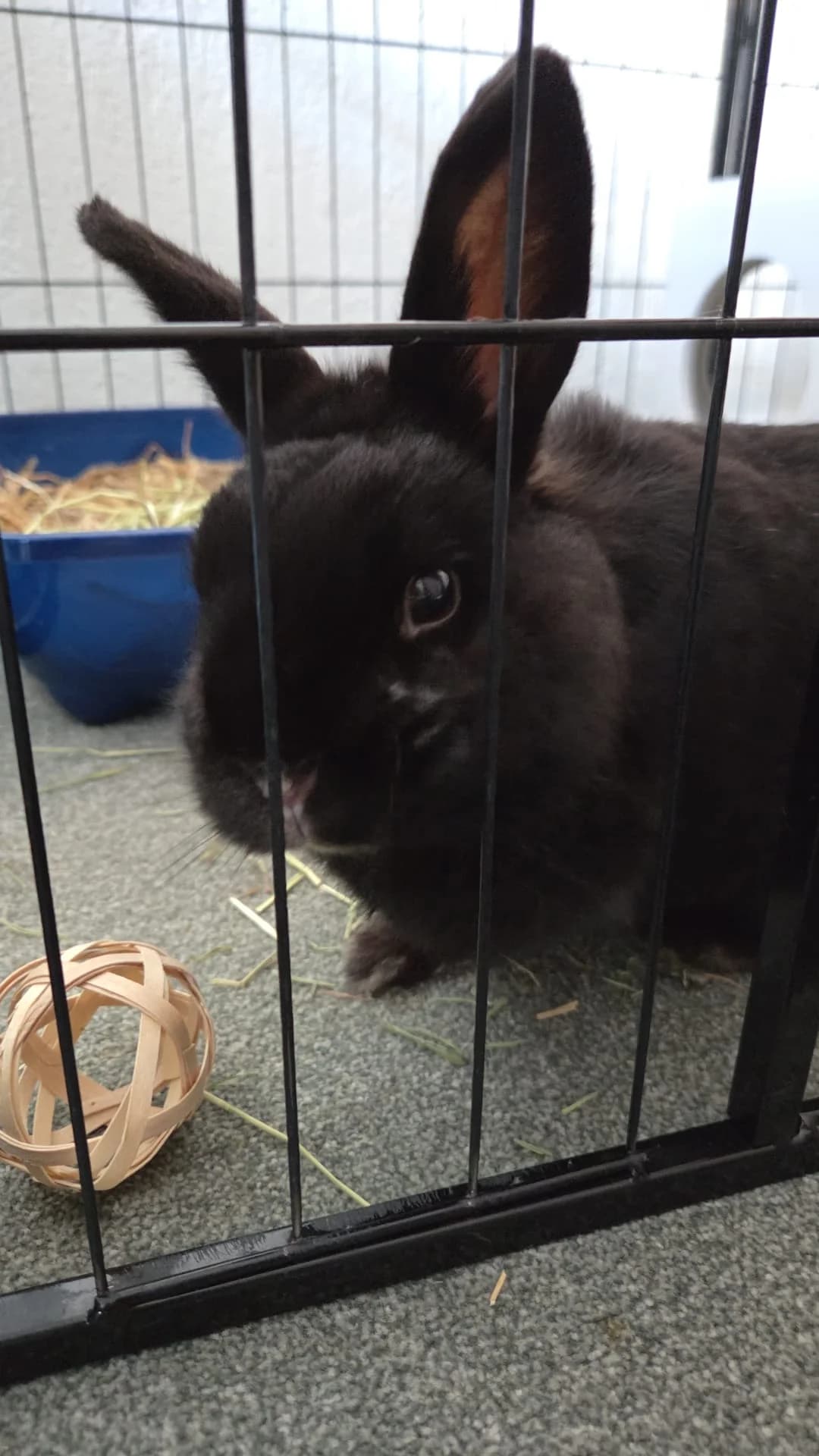 Sammie, female senior mixed breed for adoption at Stichting Opvang Konijnenparadijs