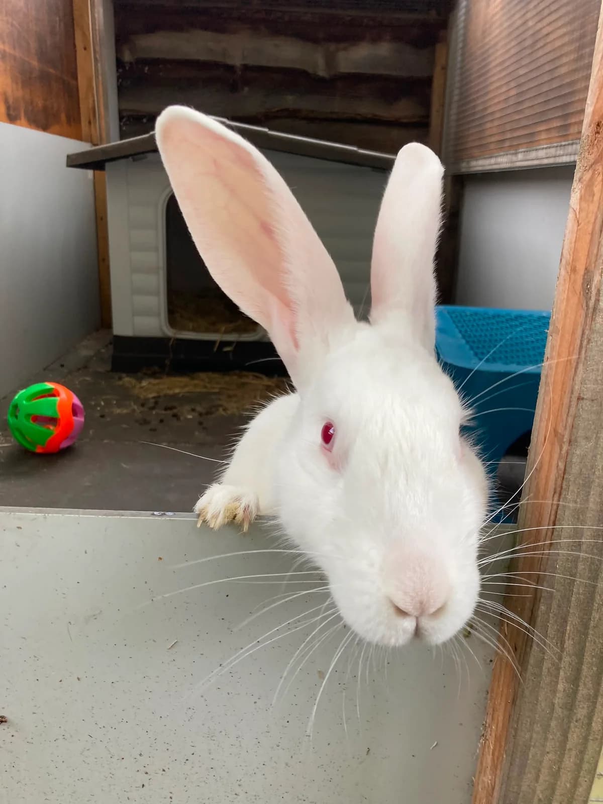 Loef, male mixed breed for adoption at Stichting Opvang Konijnenparadijs