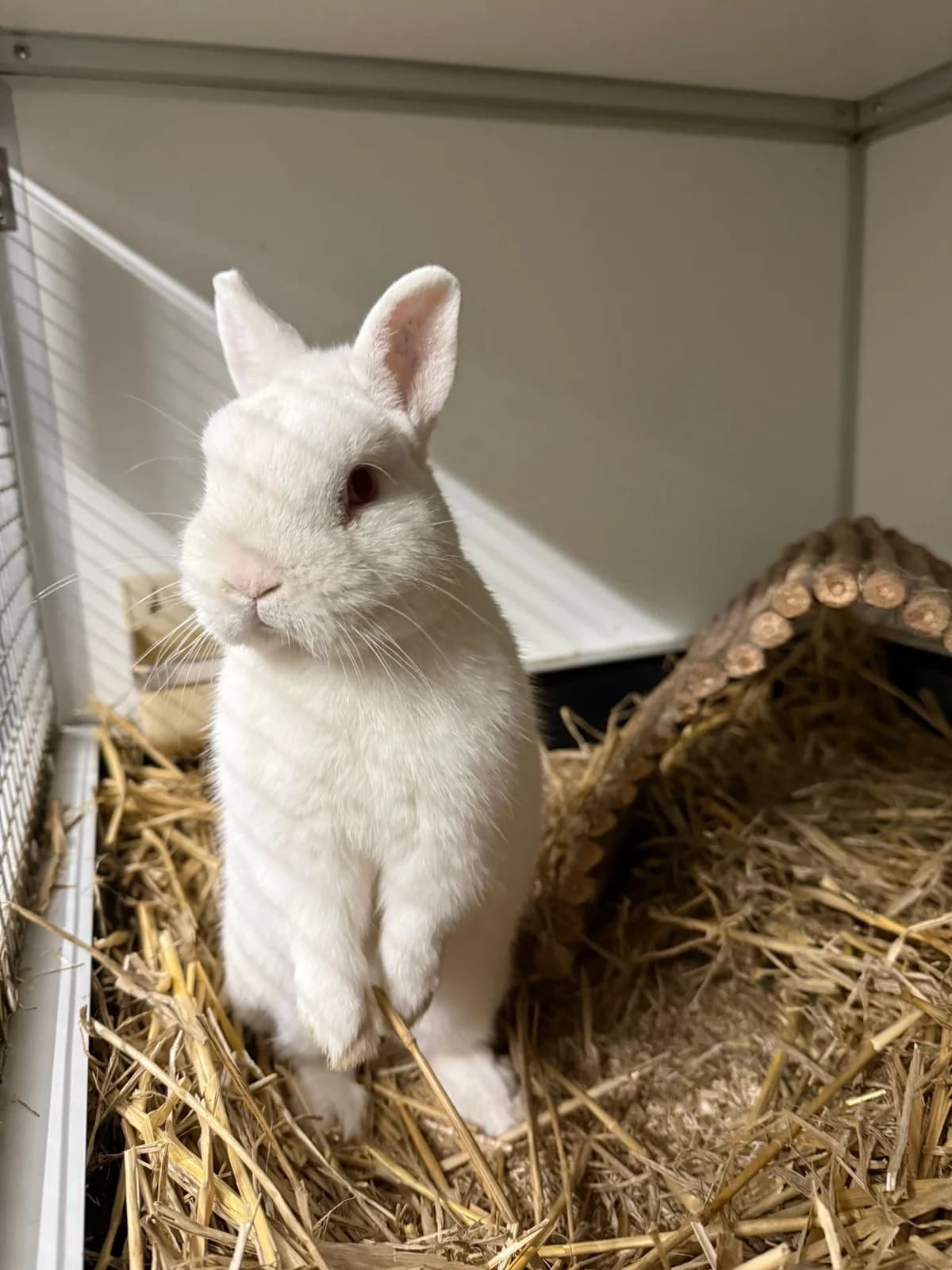Meason, male mixed breed for adoption at Stichting Opvang Konijnenparadijs
