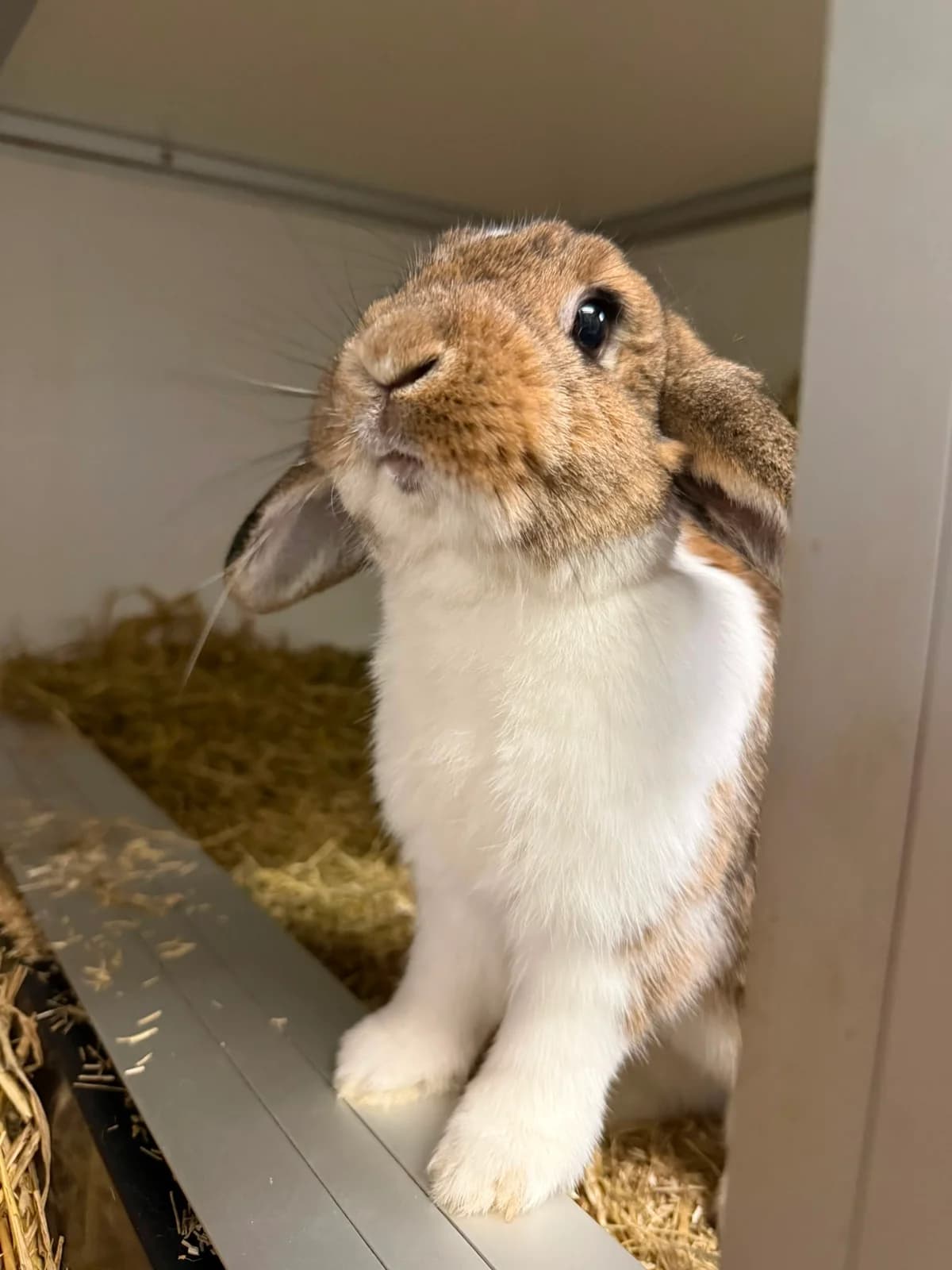 Maffie, female 3yo mixed breed for adoption at Stichting Opvang Konijnenparadijs