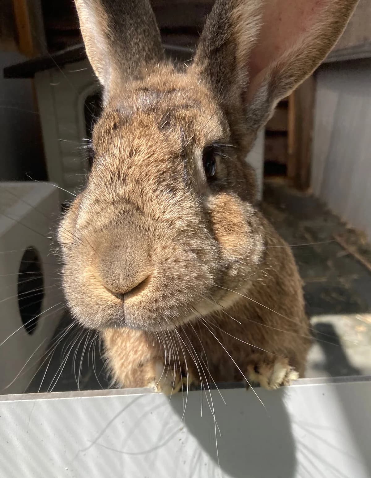 Stuiver, male mixed breed for adoption at Stichting Opvang Konijnenparadijs