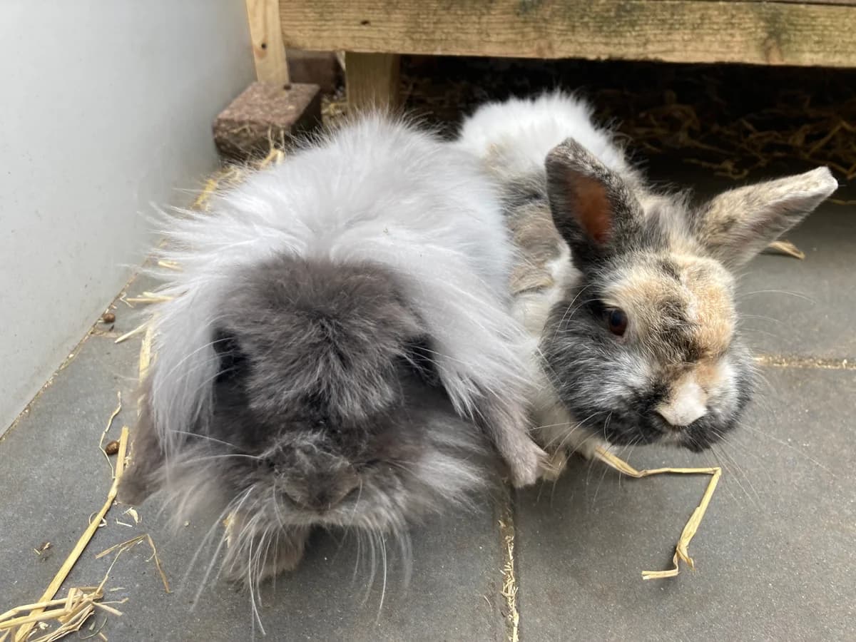 Luna en Plauzemaus, 4yo mixed breed for adoption at Stichting Opvang Konijnenparadijs