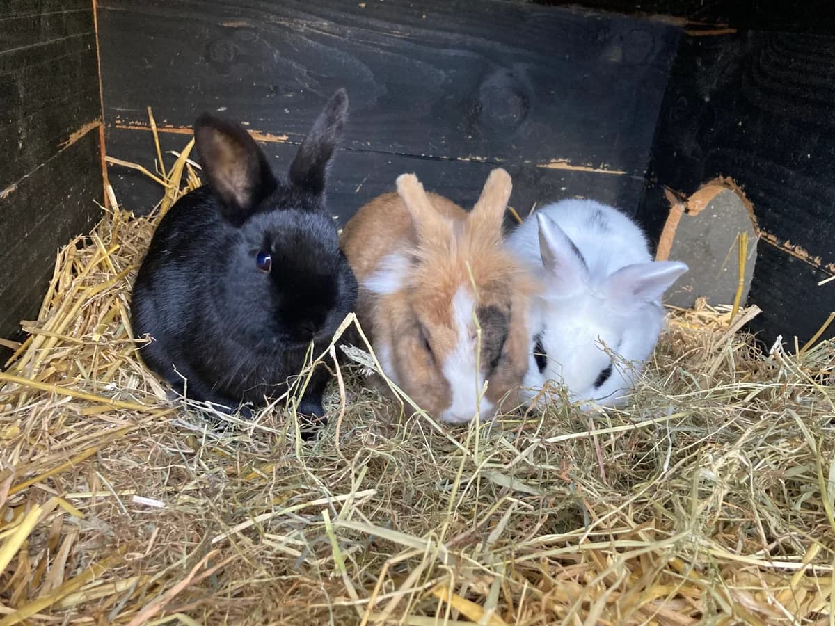 Itske, female young mixed breed for adoption at Stichting Opvang Konijnenparadijs