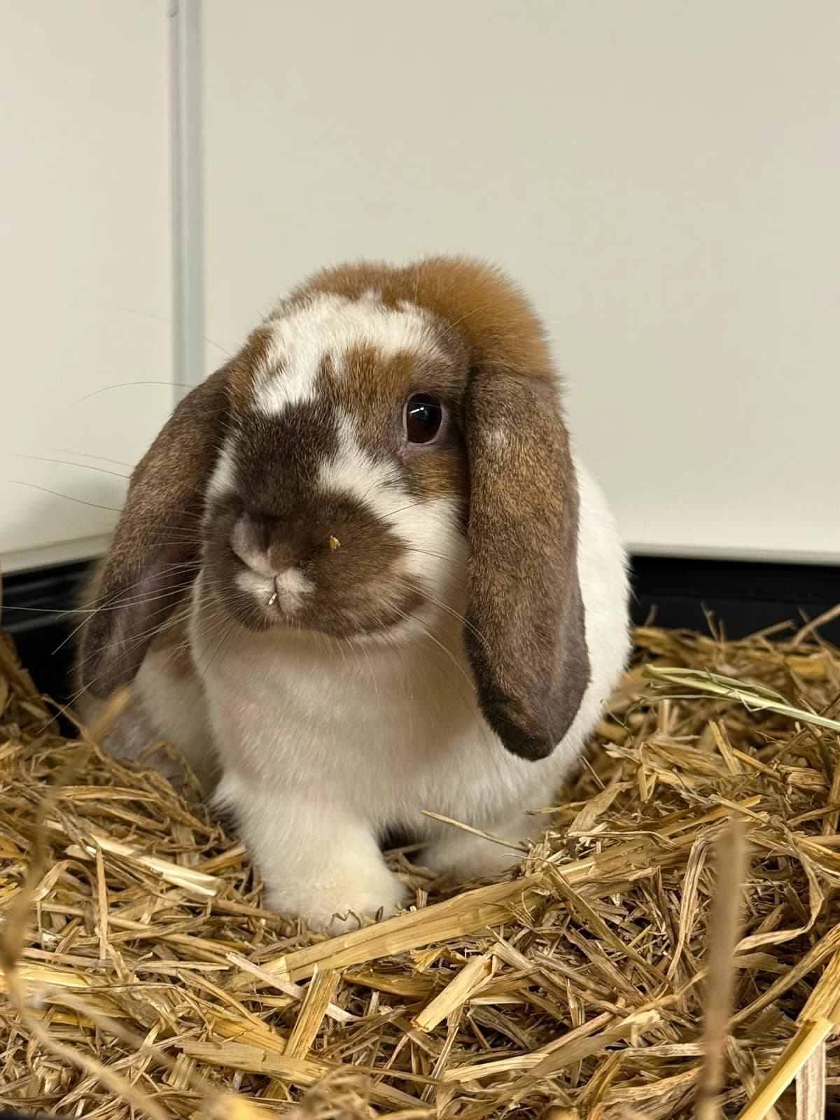 Djuke, male mixed breed for adoption at Stichting Opvang Konijnenparadijs