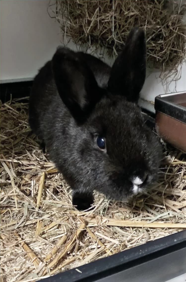 Flo, female mixed breed for adoption at Stichting Opvang Konijnenparadijs