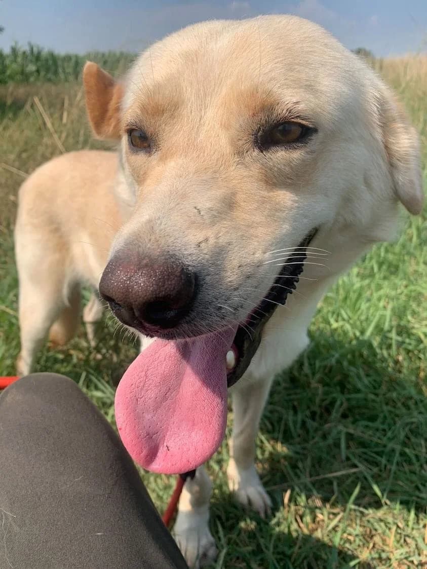 Blueberry en Blackberry, female young Mixed Breed for adoption at Liefde voor Honden