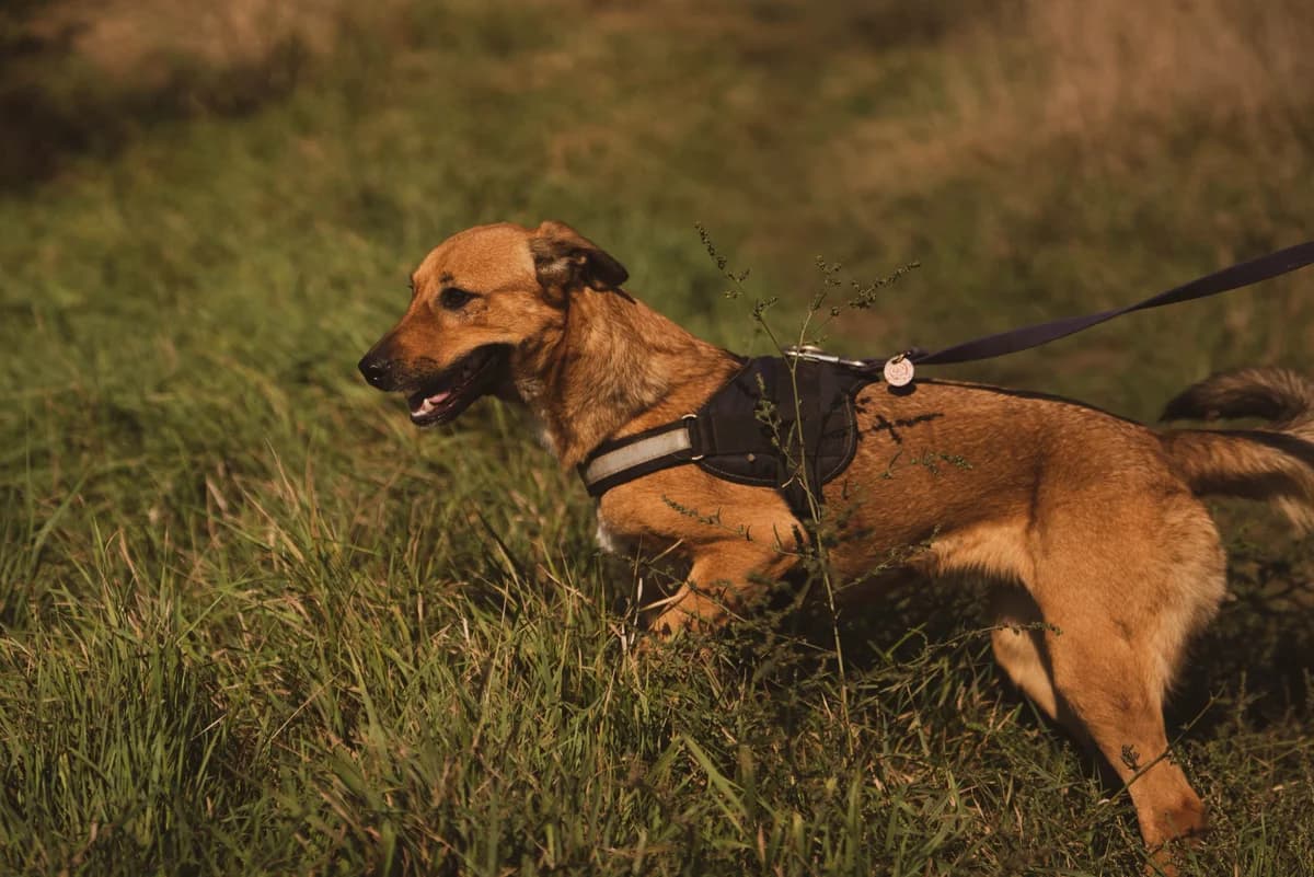 Speedy, female young Mixed Breed for adoption at Liefde voor Honden