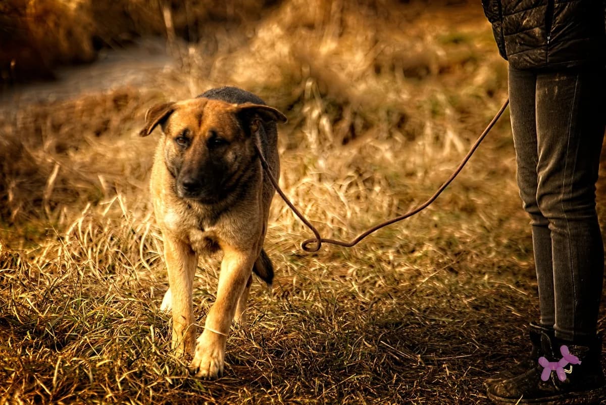 Berthold, male 6yo Mixed Breed for adoption at Liefde voor Honden