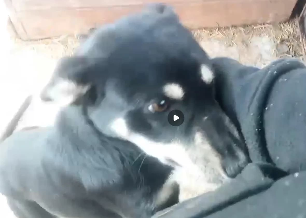 Tipie, female young Mixed Breed for adoption at Liefde voor Honden