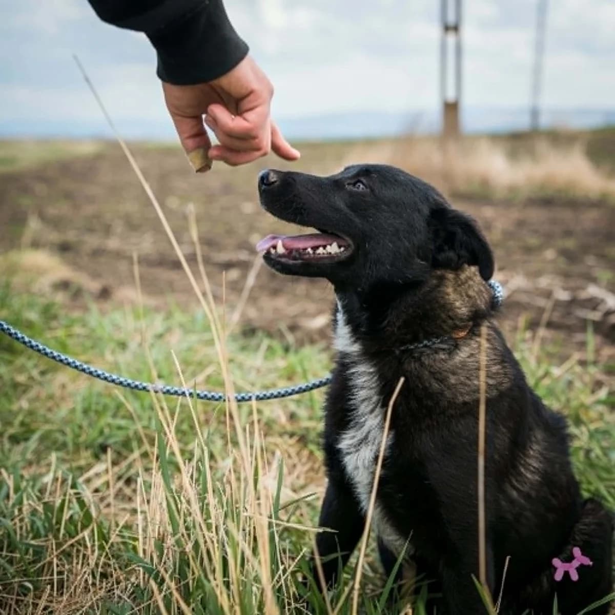 Corrie, female puppy Mixed Breed for adoption at Liefde voor Honden