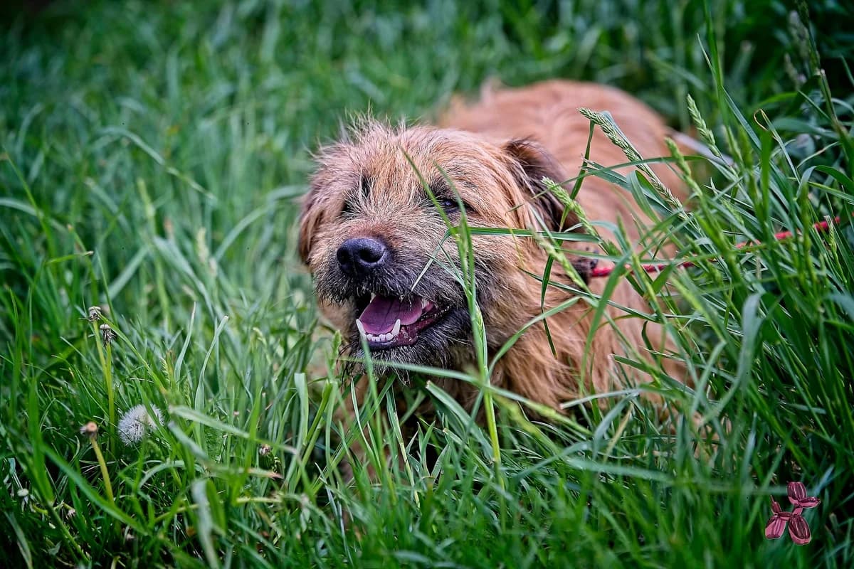 Bruno, male young Mixed Breed for adoption at Liefde voor Honden
