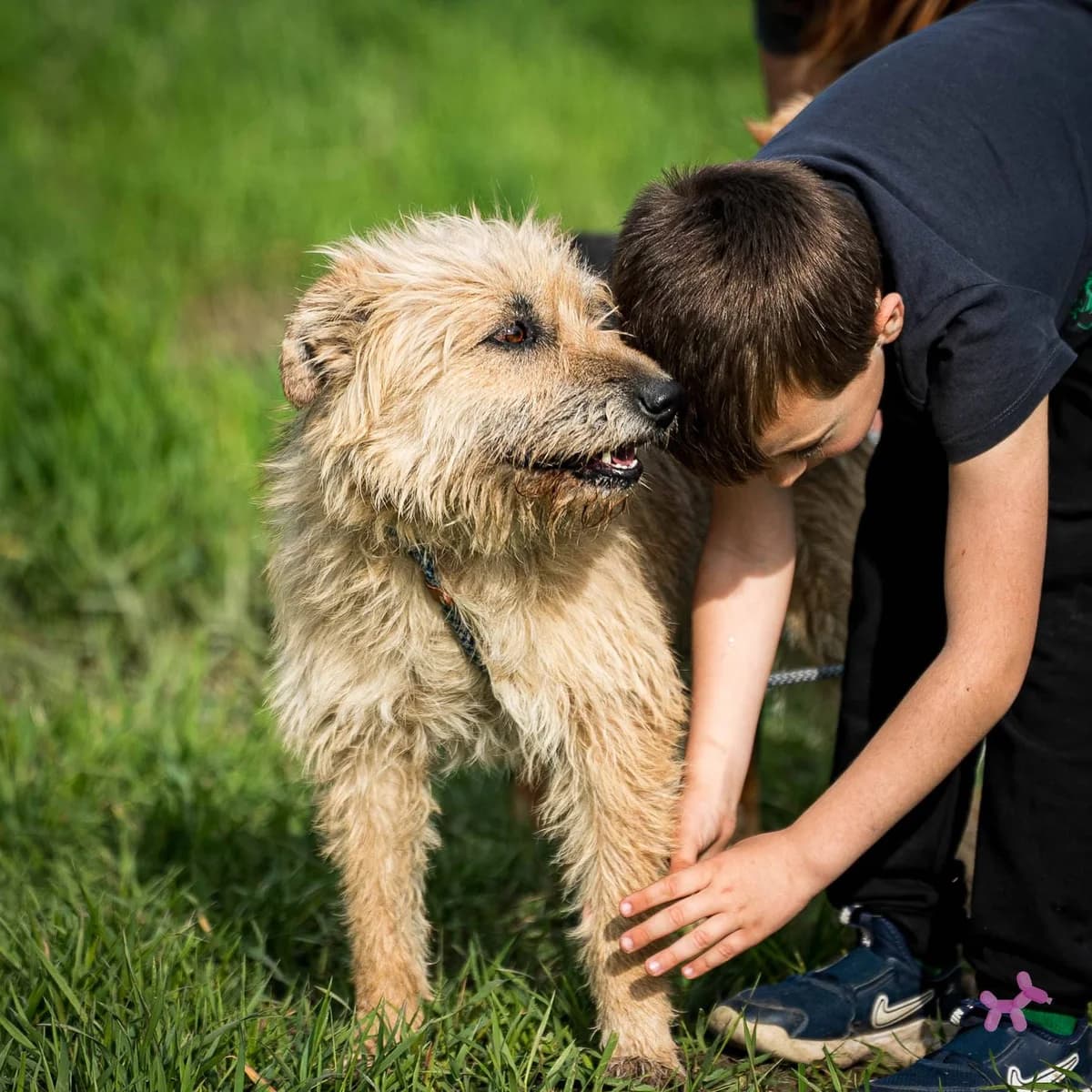 Bono, male young Mixed Breed for adoption at Liefde voor Honden