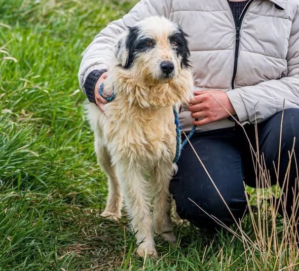 Houdini, male young Mixed Breed for adoption at Liefde voor Honden