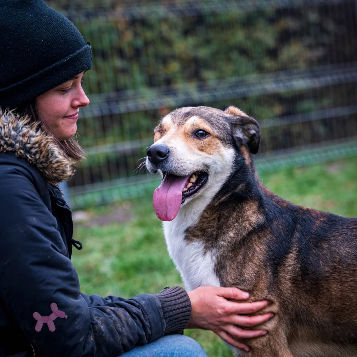 Rio, male 6yo Mixed Breed for adoption at Liefde voor Honden