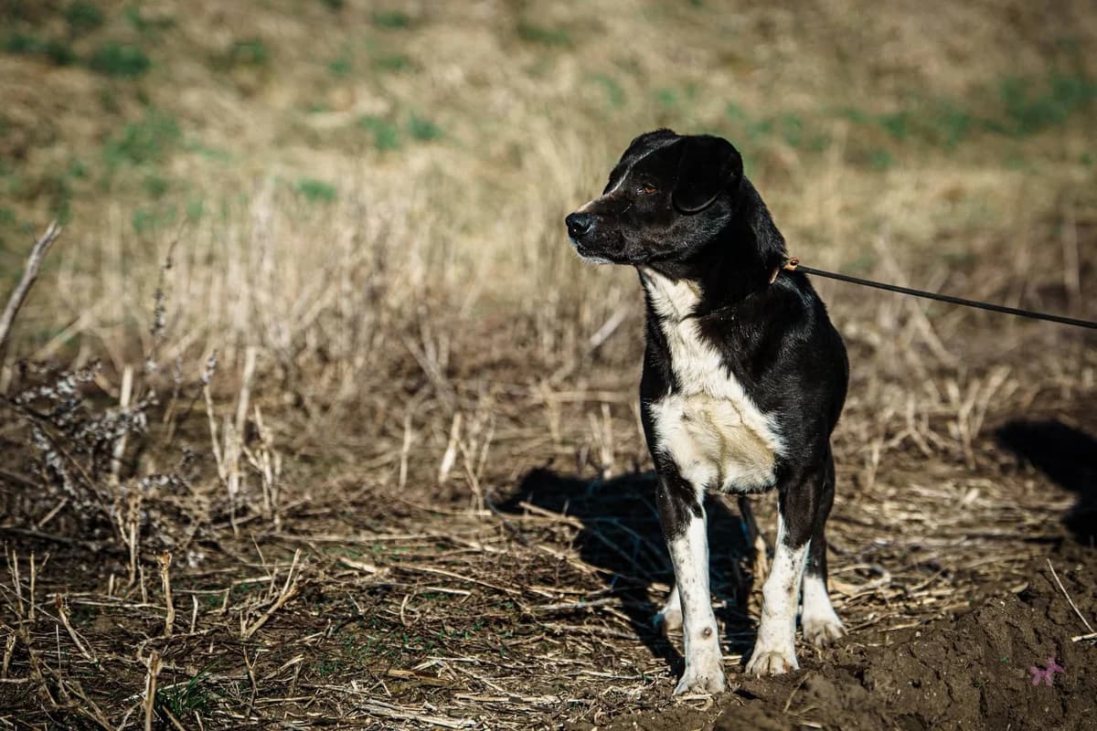Berci, male 6yo Mixed Breed for adoption at Liefde voor Honden