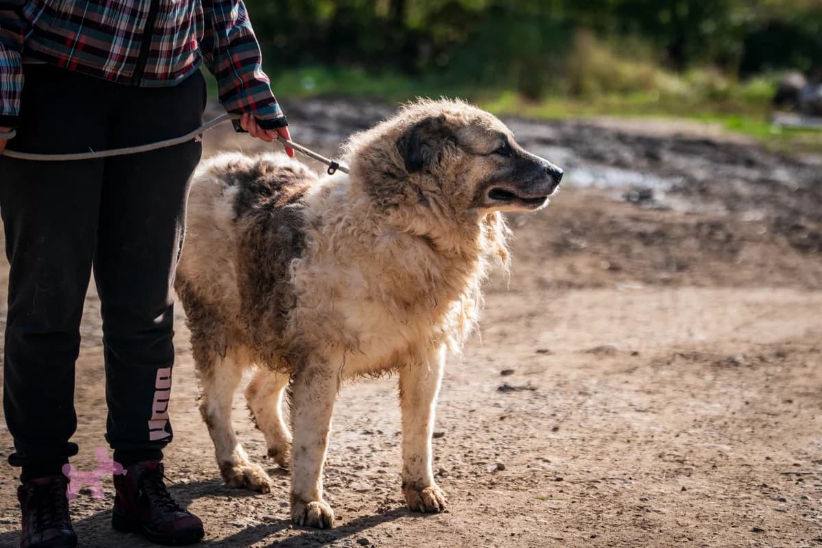 Bella, female young Mixed Breed for adoption at Liefde voor Honden