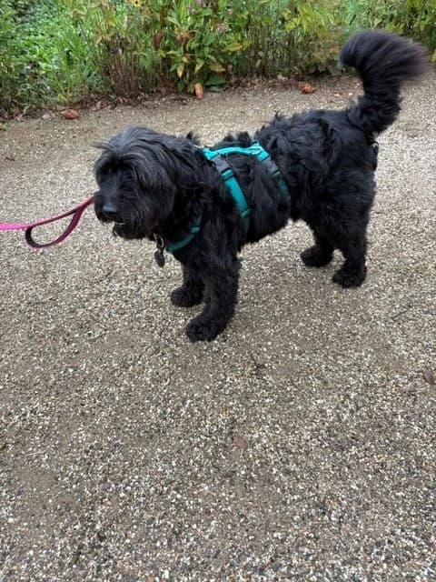 Pien, female 6yo Mixed Breed for adoption at Liefde voor Honden