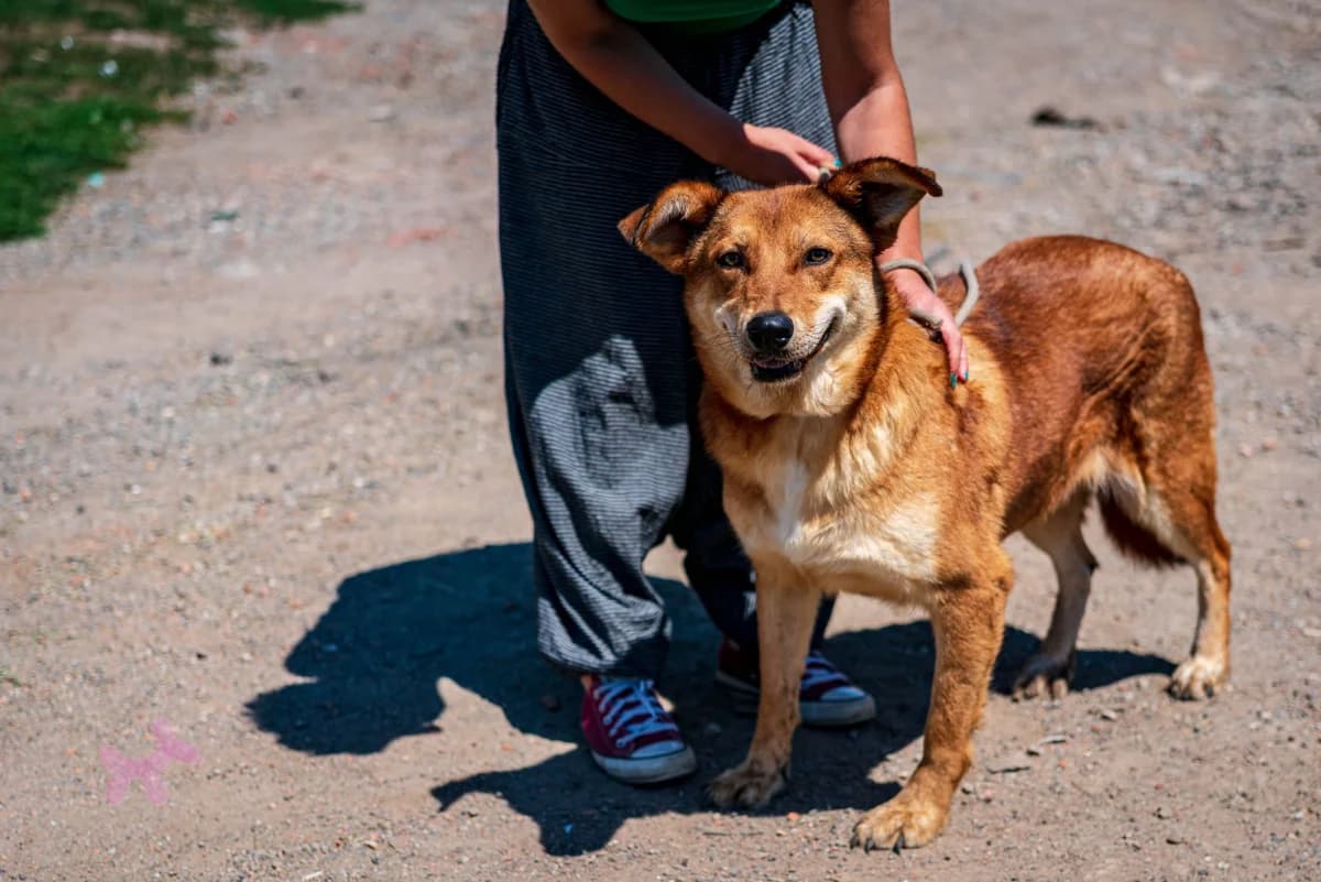 Babo-Böbe, female young Mixed Breed for adoption at Liefde voor Honden