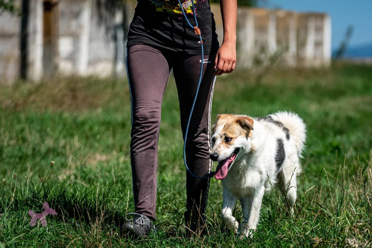 Molly, female young Mixed Breed for adoption at Liefde voor Honden