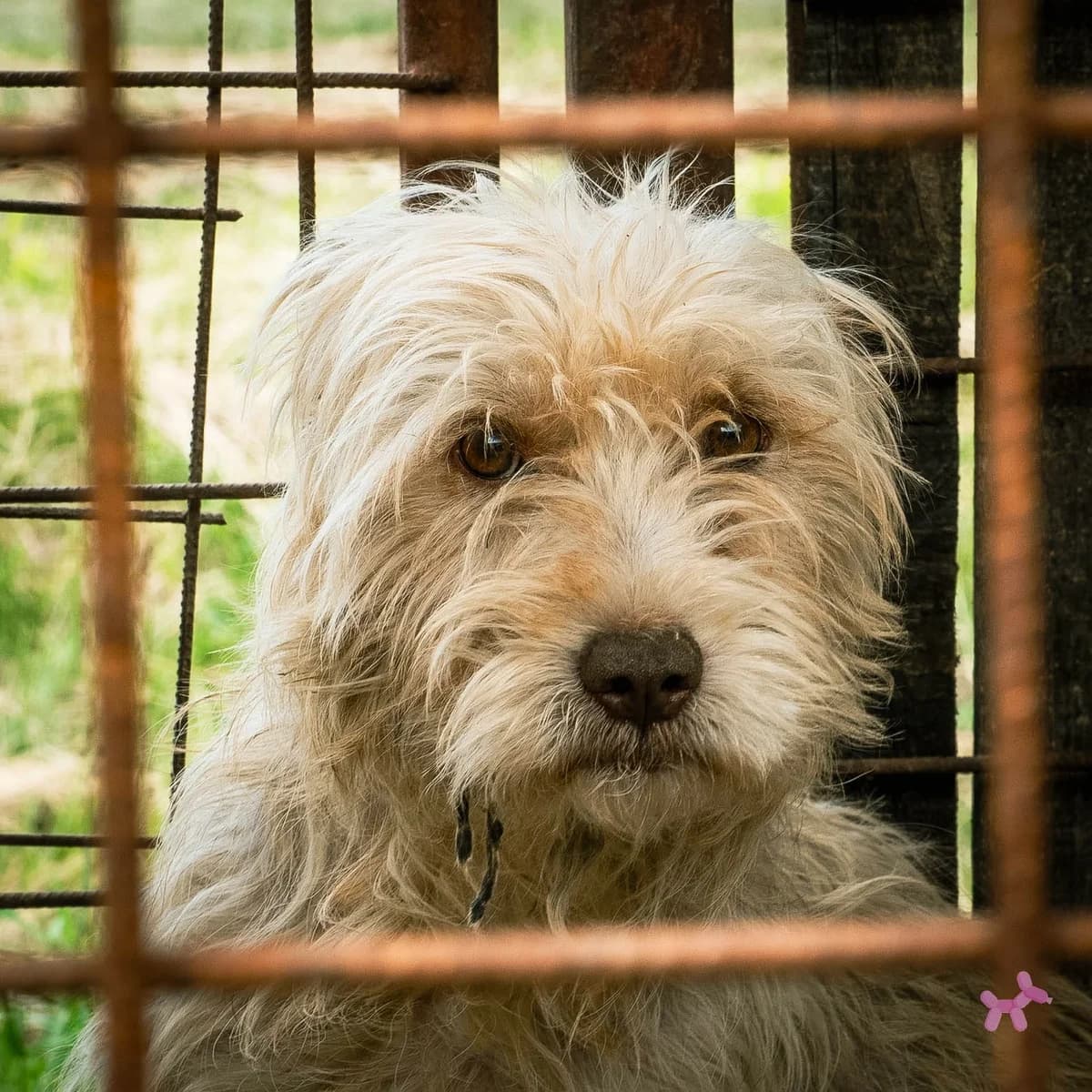 Puck, male 6yo Mixed Breed for adoption at Liefde voor Honden