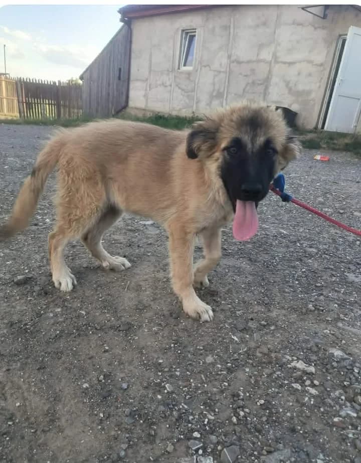 Jans, female puppy Mixed Breed for adoption at Liefde voor Honden