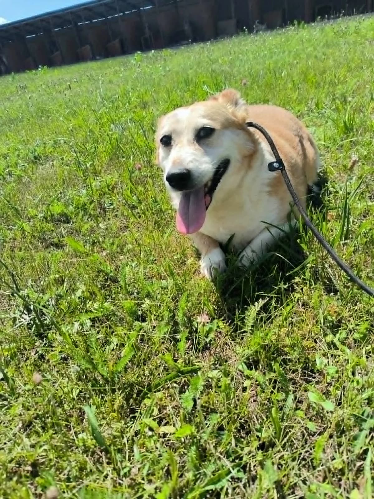Dundee, female Mixed Breed for adoption at Liefde voor Honden